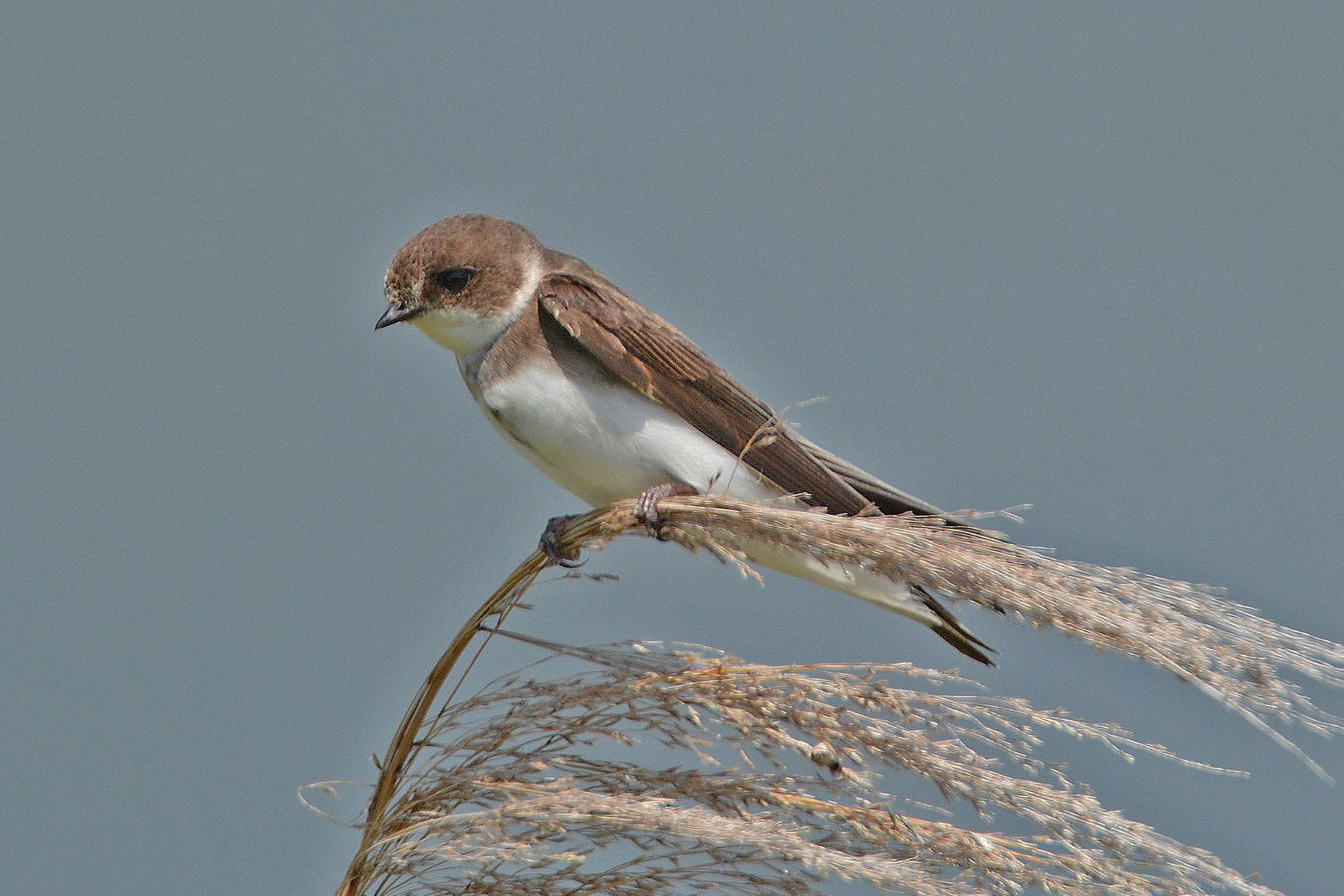 Bank Swallow - Adult, photo by Bill Williams