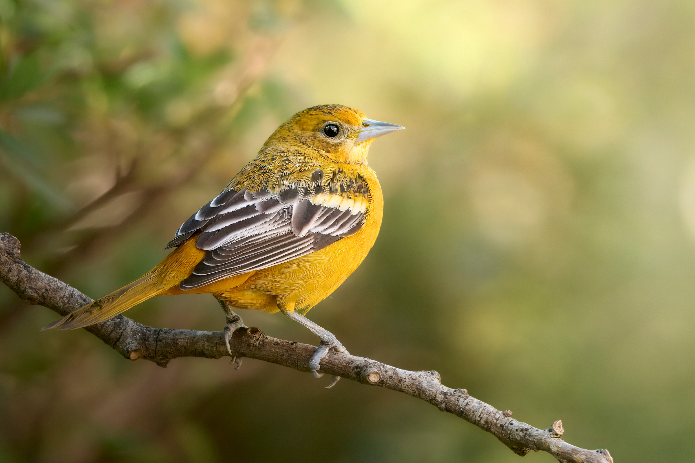 Baltimore Oriole - Adult female, photo by Corby Amos