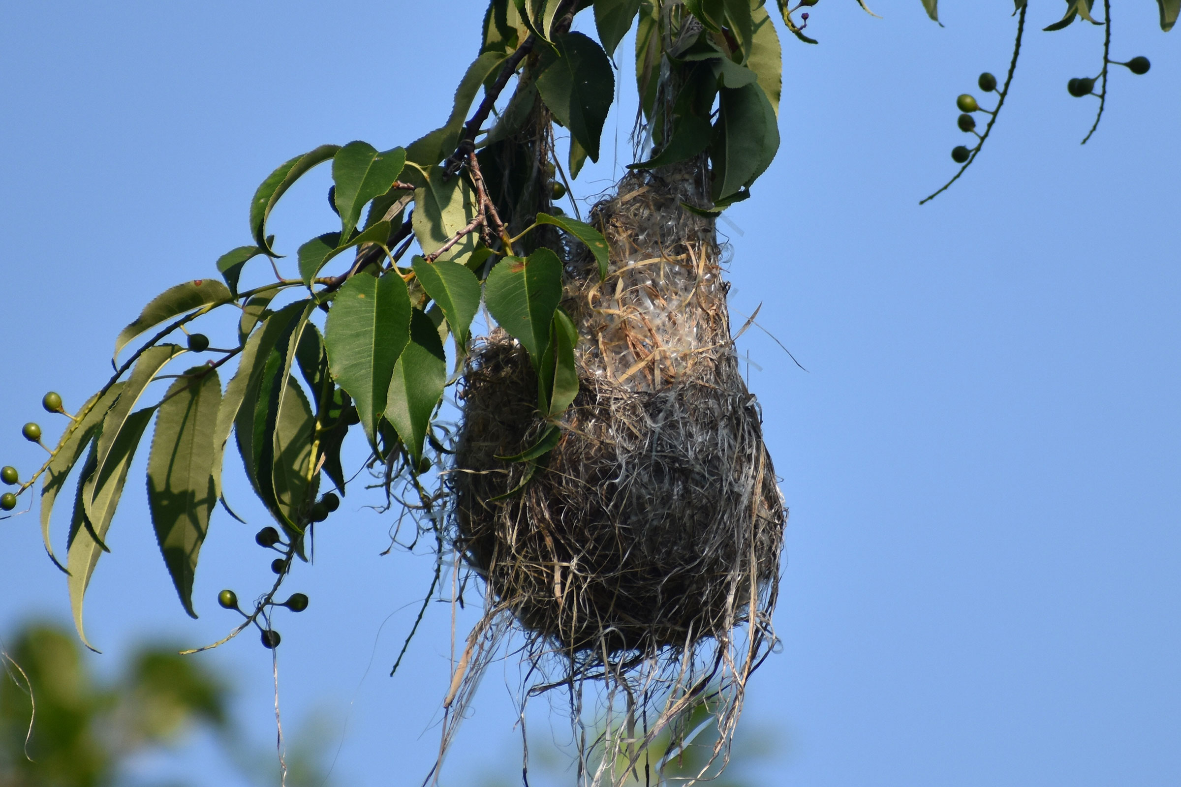 Baltimore Oriole - Neatly constructed hanging nest, photo by Andrew Rapp