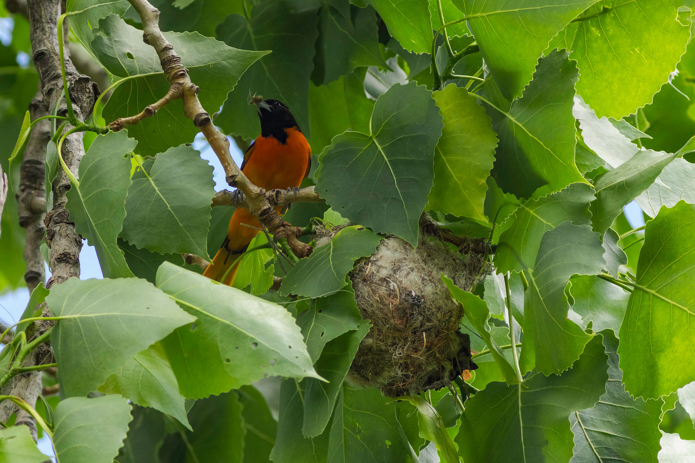 Baltimore Oriole - Male bringing food to nest, photo by Todd Kiraly