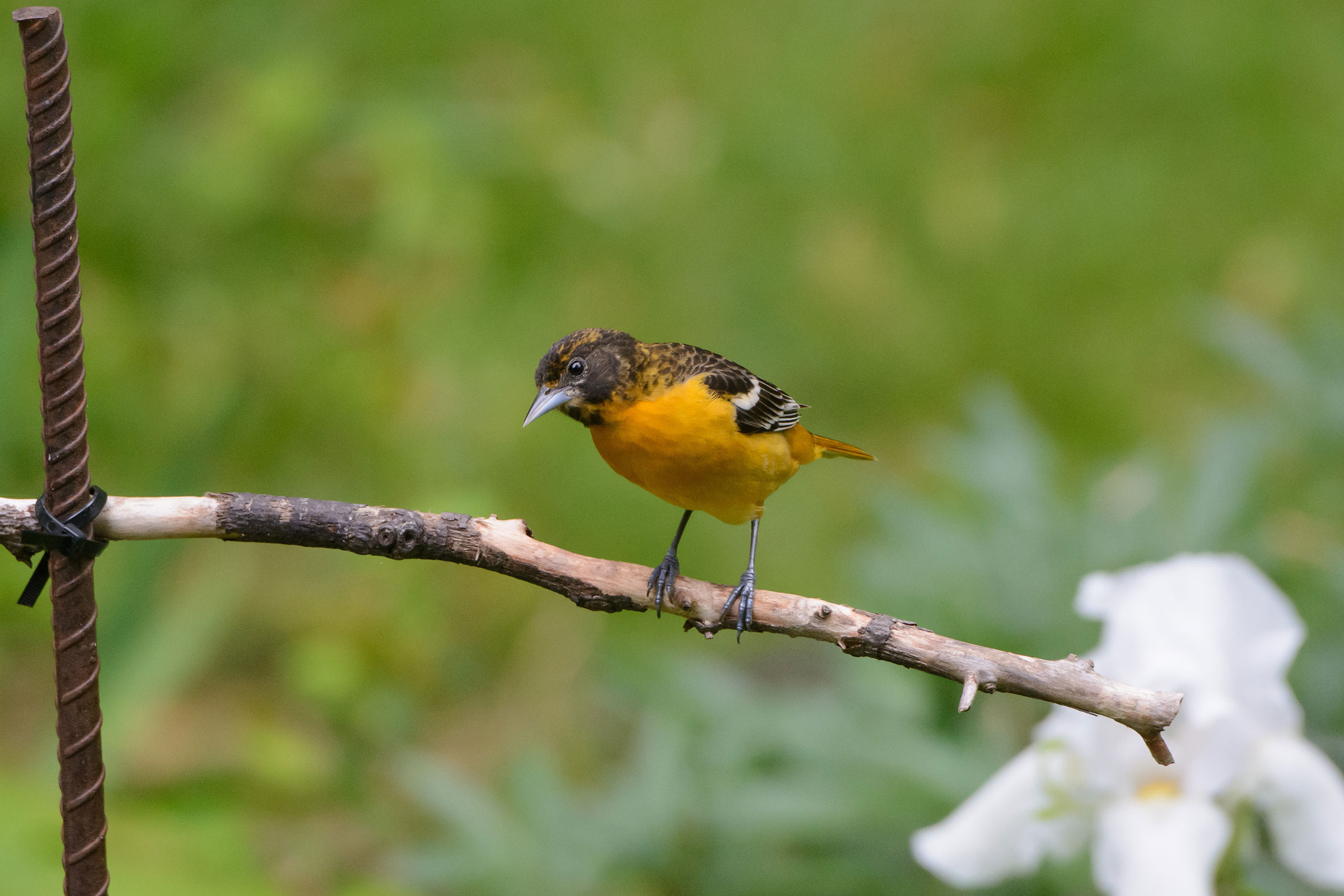 Baltimore Oriole - Immature male, photo by Naseem Reza