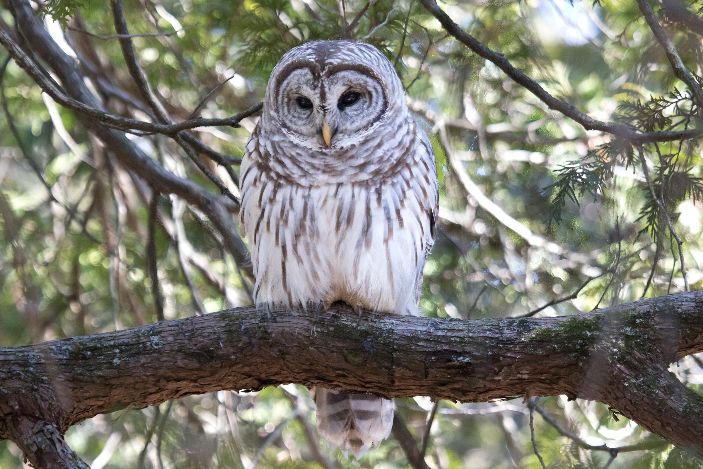 Barred Owl - Adult, photo by Dave Boltz