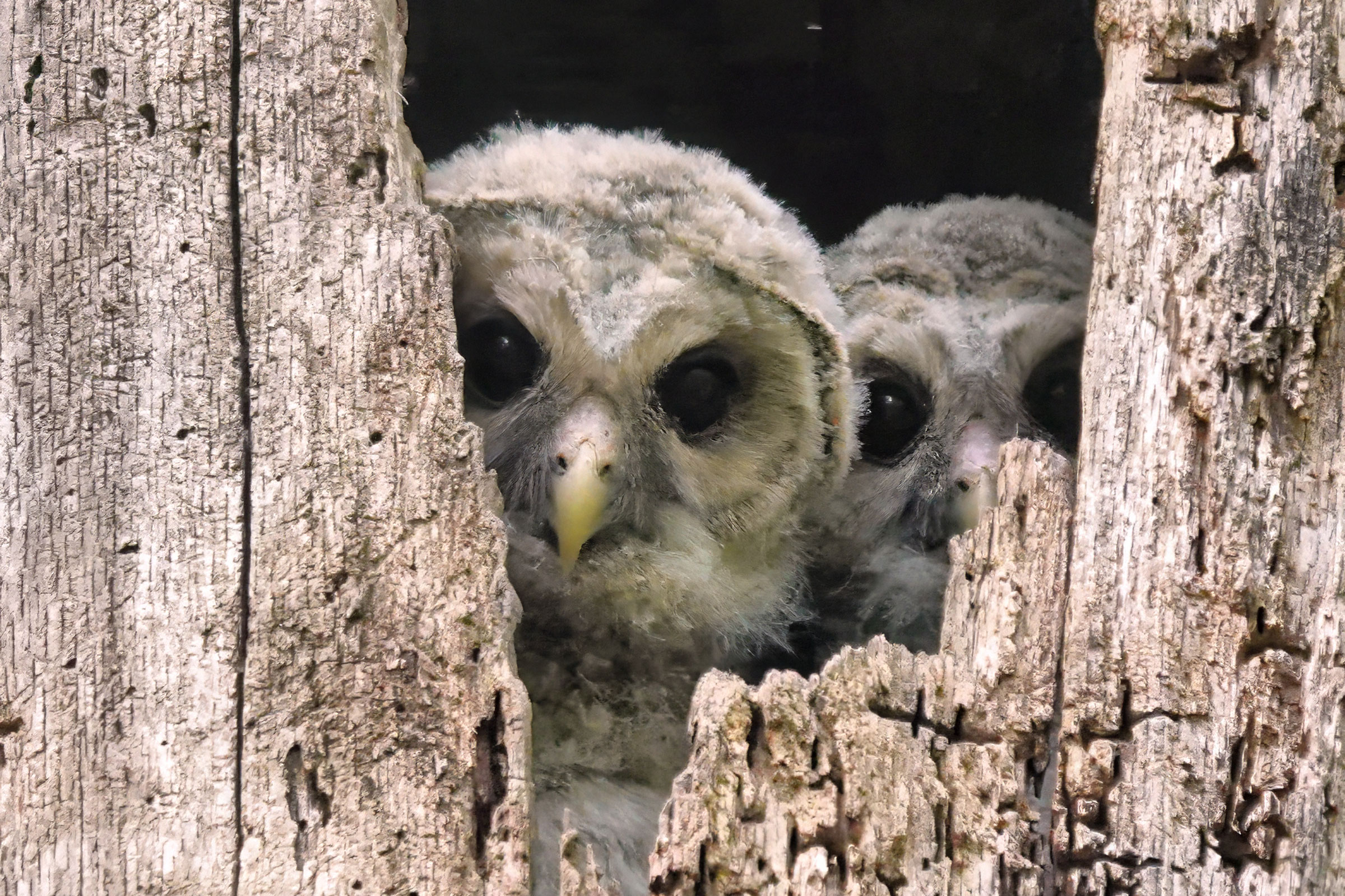 Barred Owl - Nestlings peeking out of nest hole, photo by Alan Mitchnick