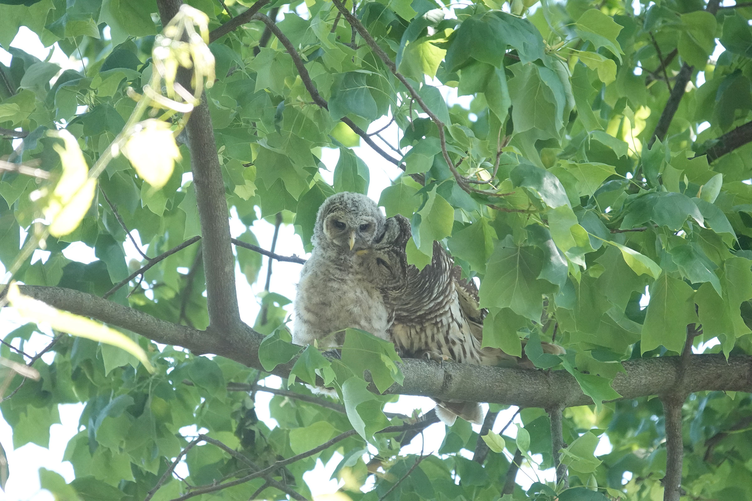 Barred Owl - Adult grooming juvenile, photo by Alan Mitchnick