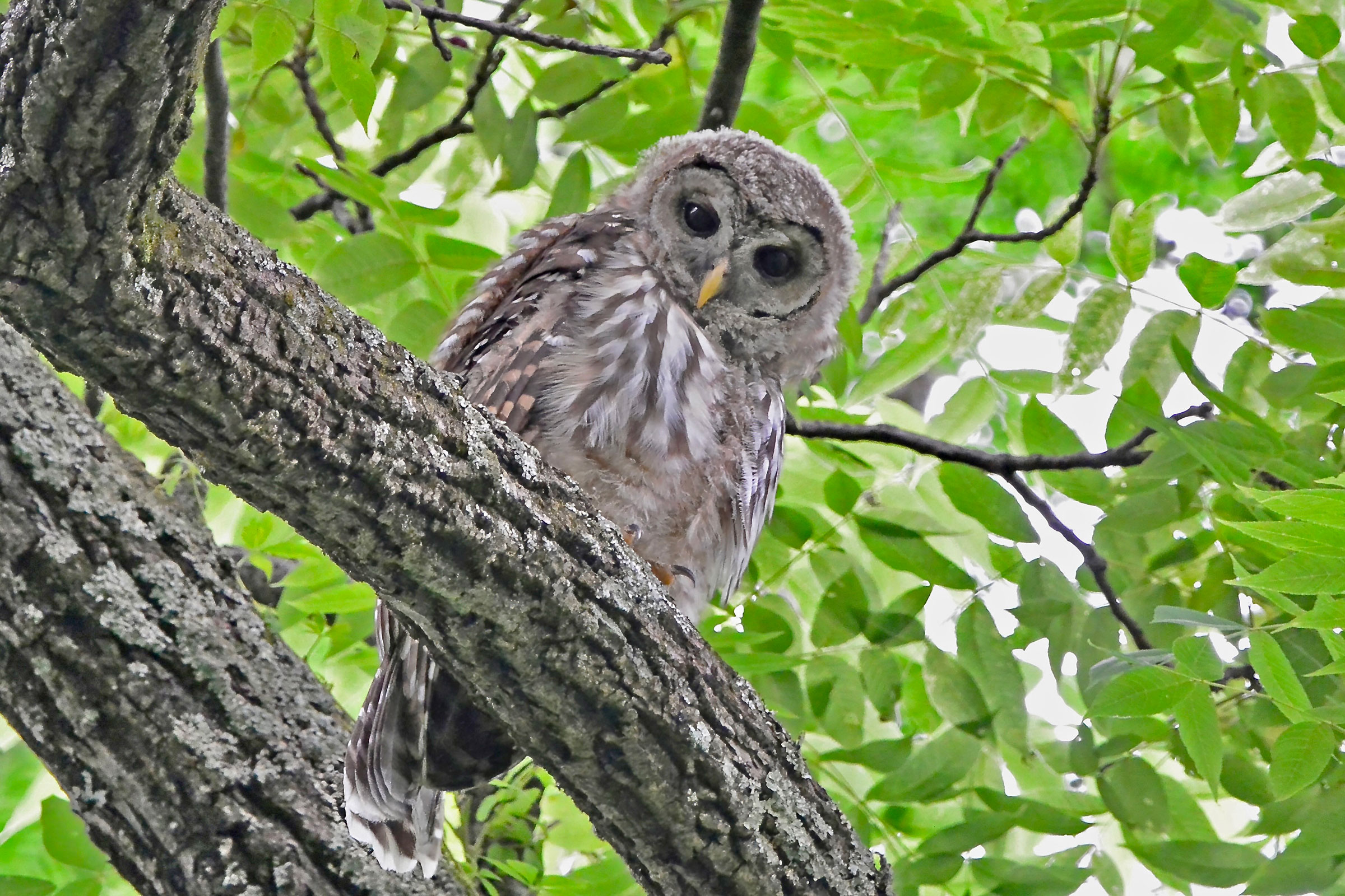 Barred Owl - Fledged juvenile, photo by Seth Honig