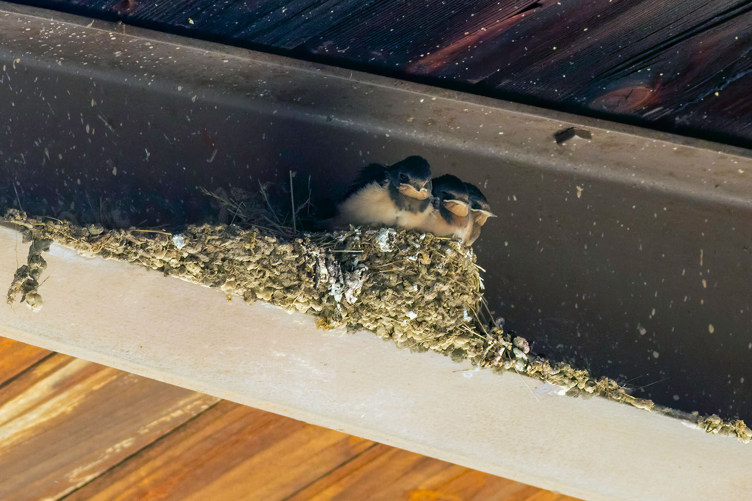 Barn Swallow - Juveniles on nest, photo by Todd Kiraly