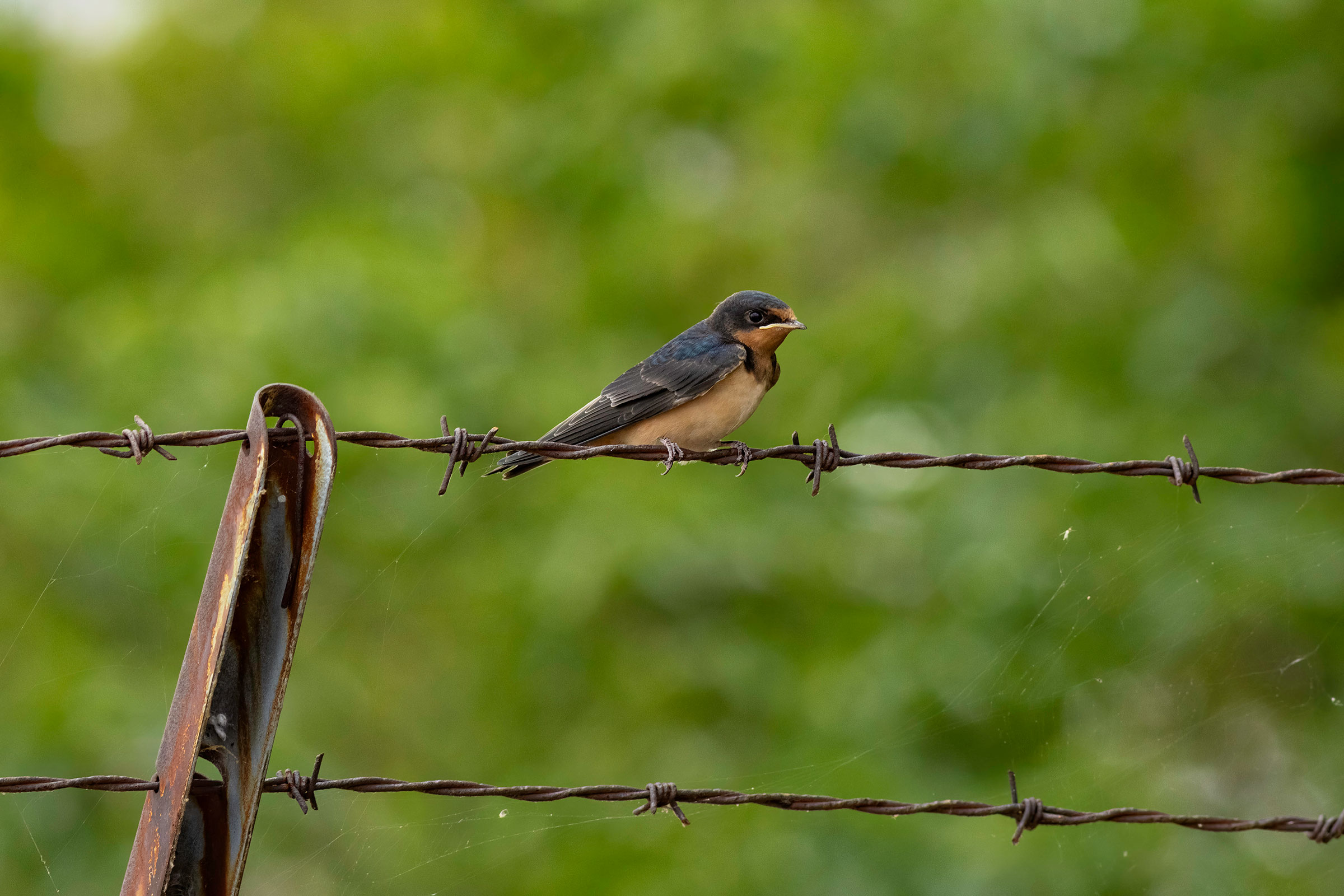 Barn Swallow - Juvenile, photo by Todd Kiraly