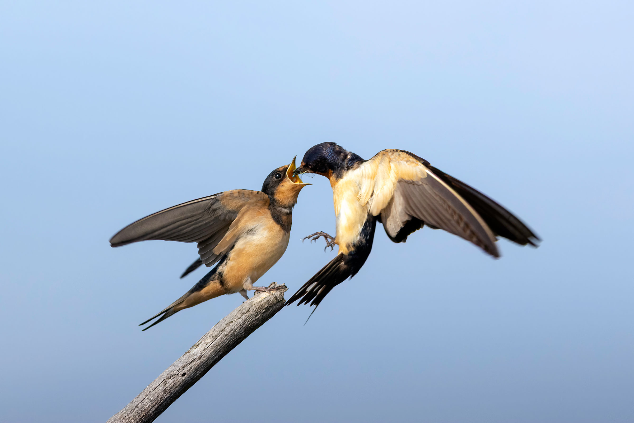 Barn Swallow - Adult feeding young, photo by Todd Kiraly