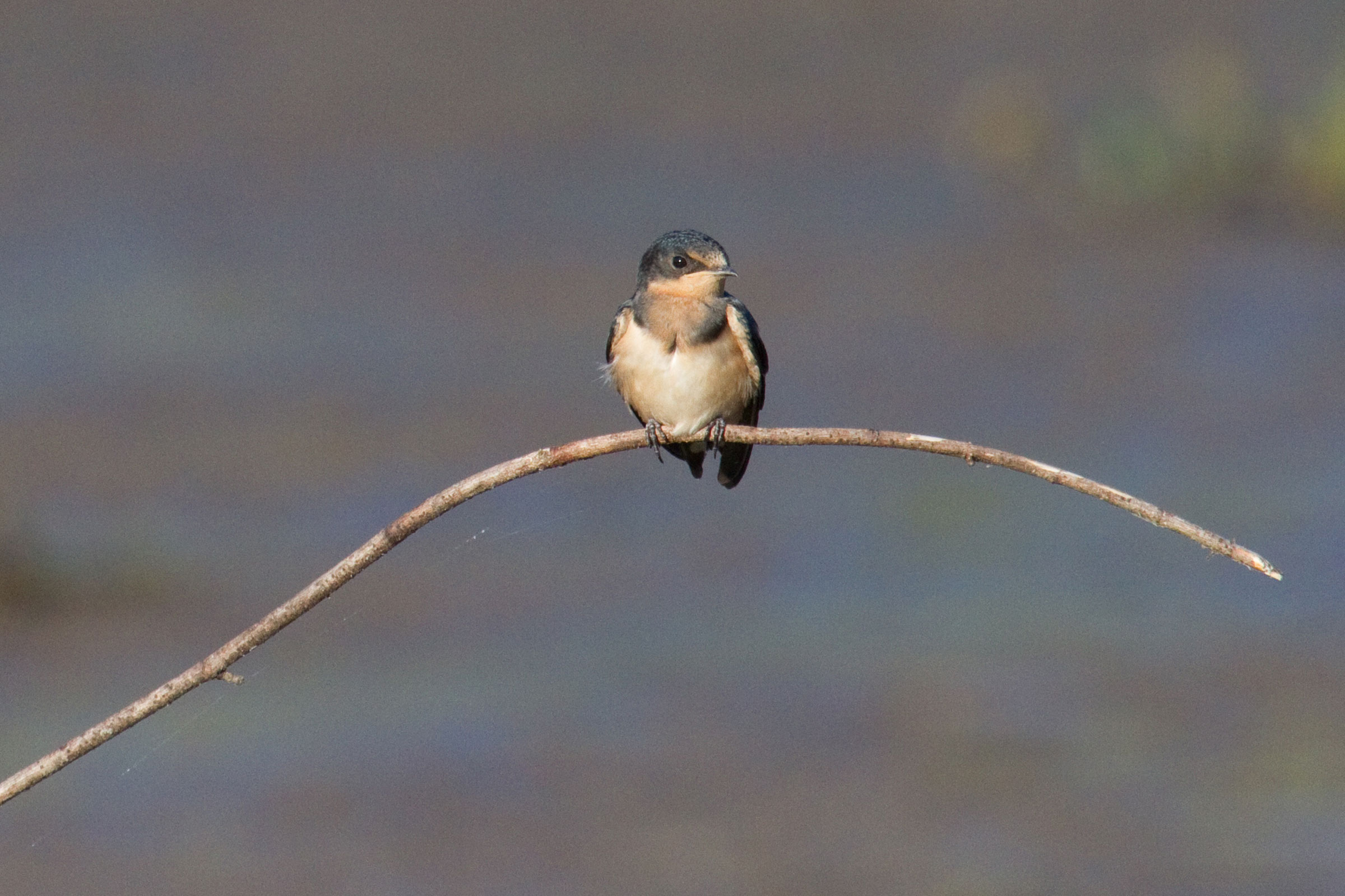 Barn Swallow - Juvenile, photo by Dixie Sommers