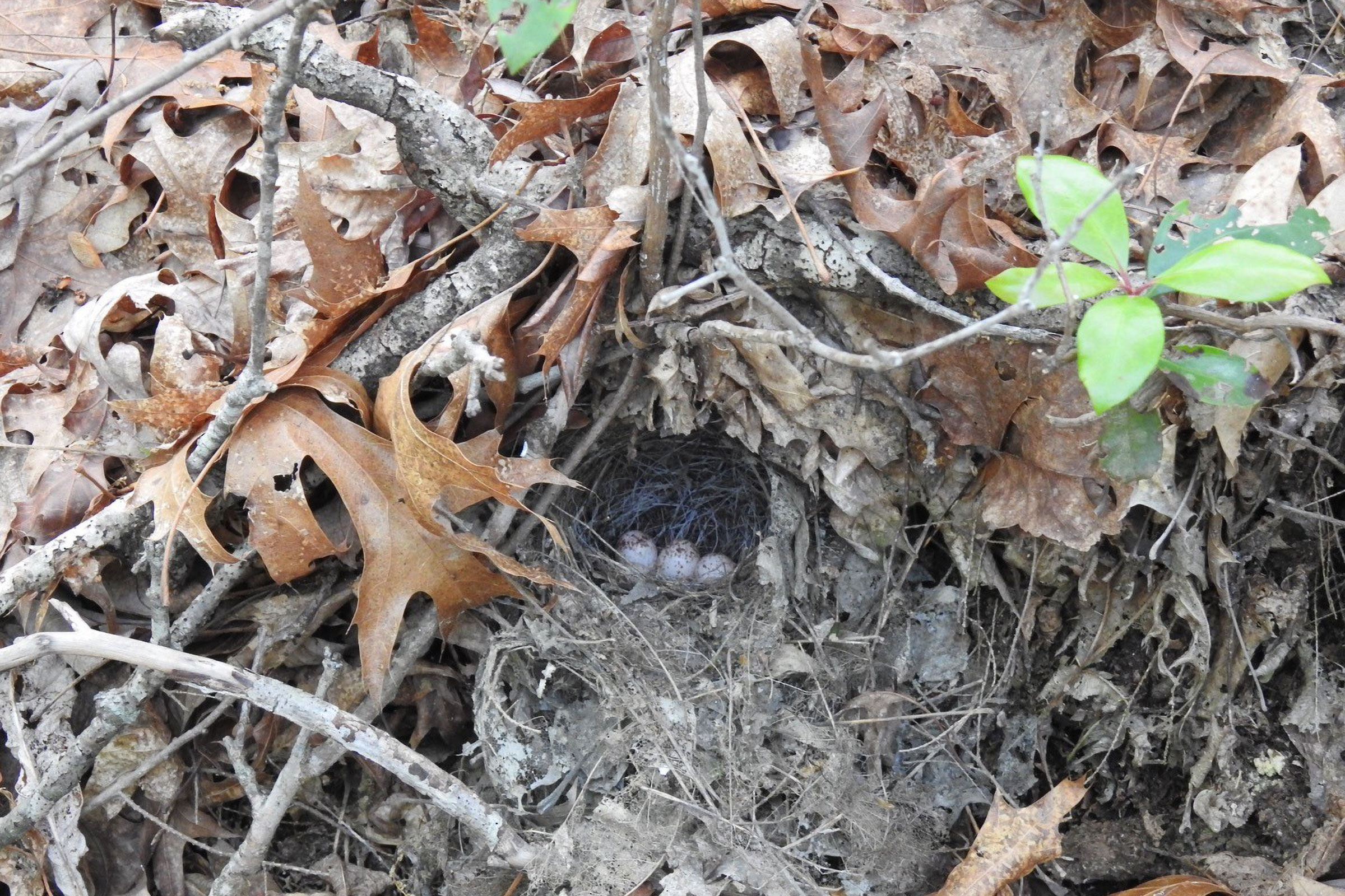 Black-and-white Warbler - Nest with eggs, photo by Dave Raines