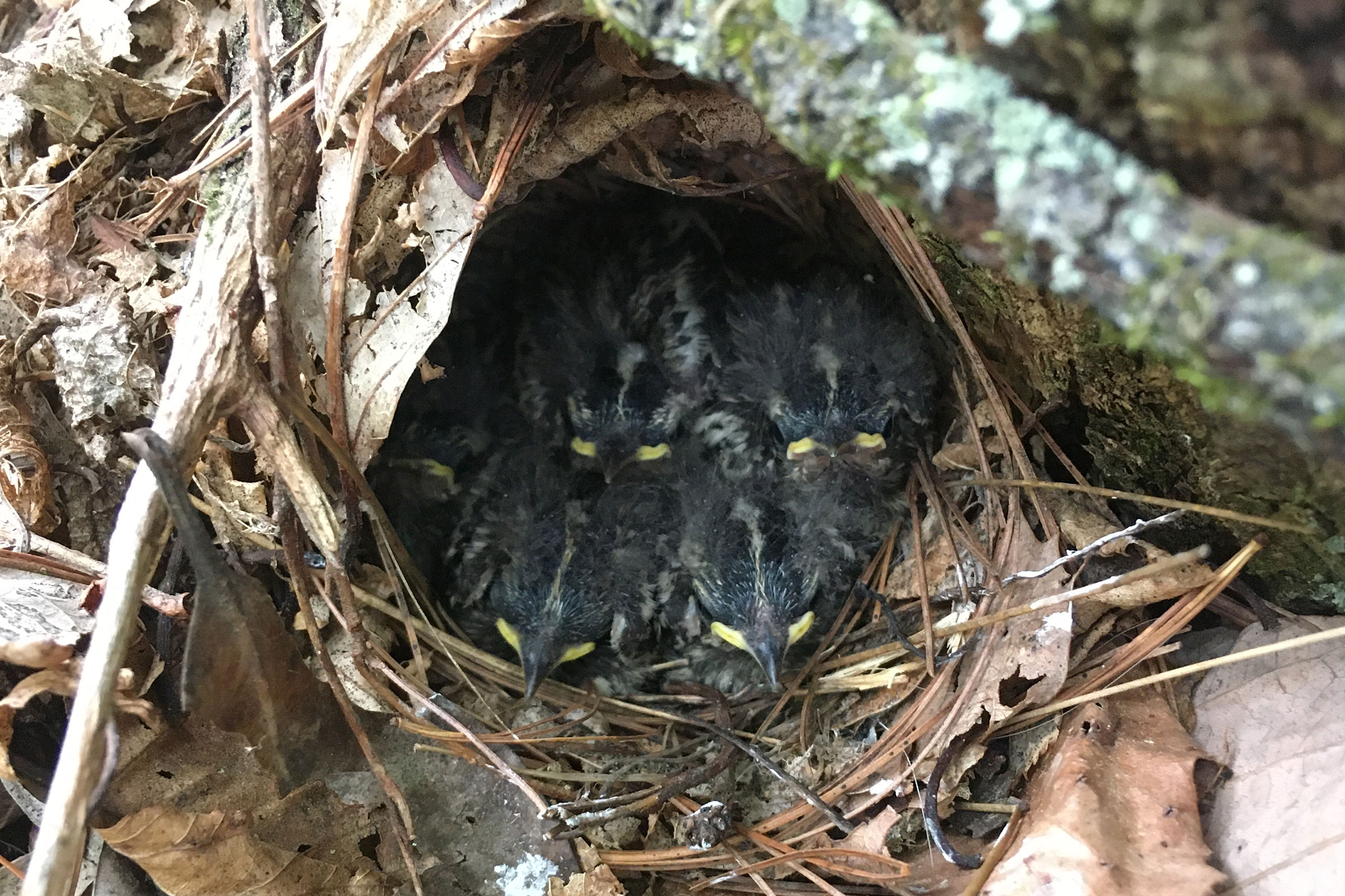 Black-and-white Warbler - Nest with young, photo by Stephen Paull