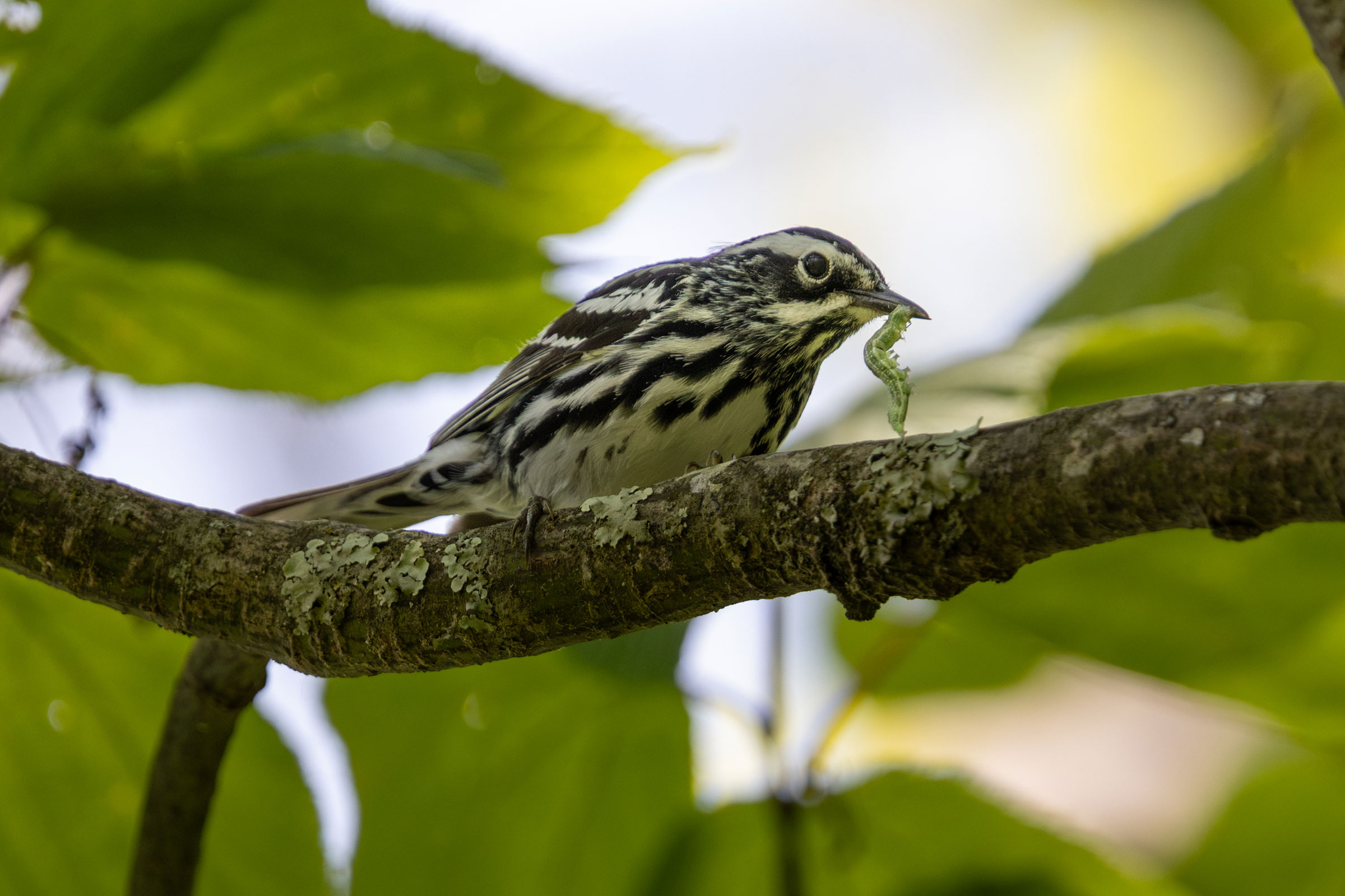 Black-and-white Warbler - Male carrying food, photo by Gloria Schoenholtz