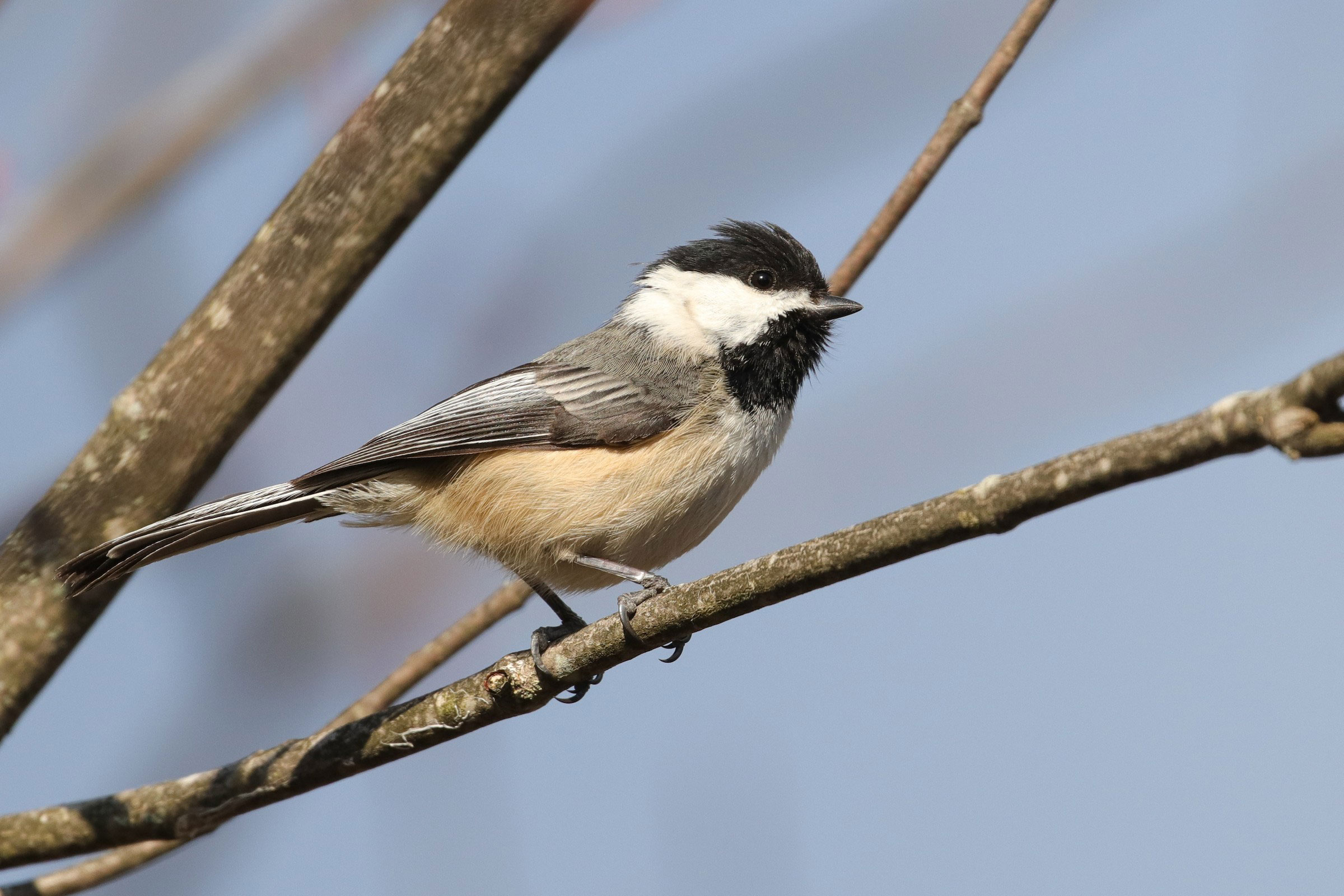 Black-capped Chickadee - Adult, photo by Martina Nordstrand