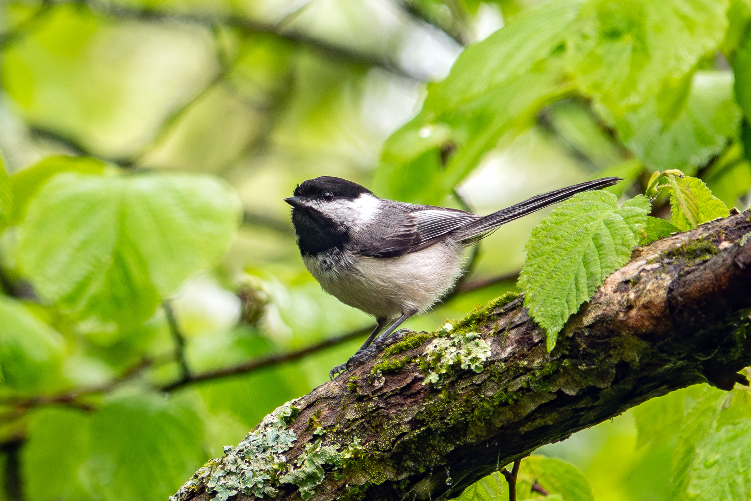 Black-capped Chickadee - Adult, photo by Vic Laubach