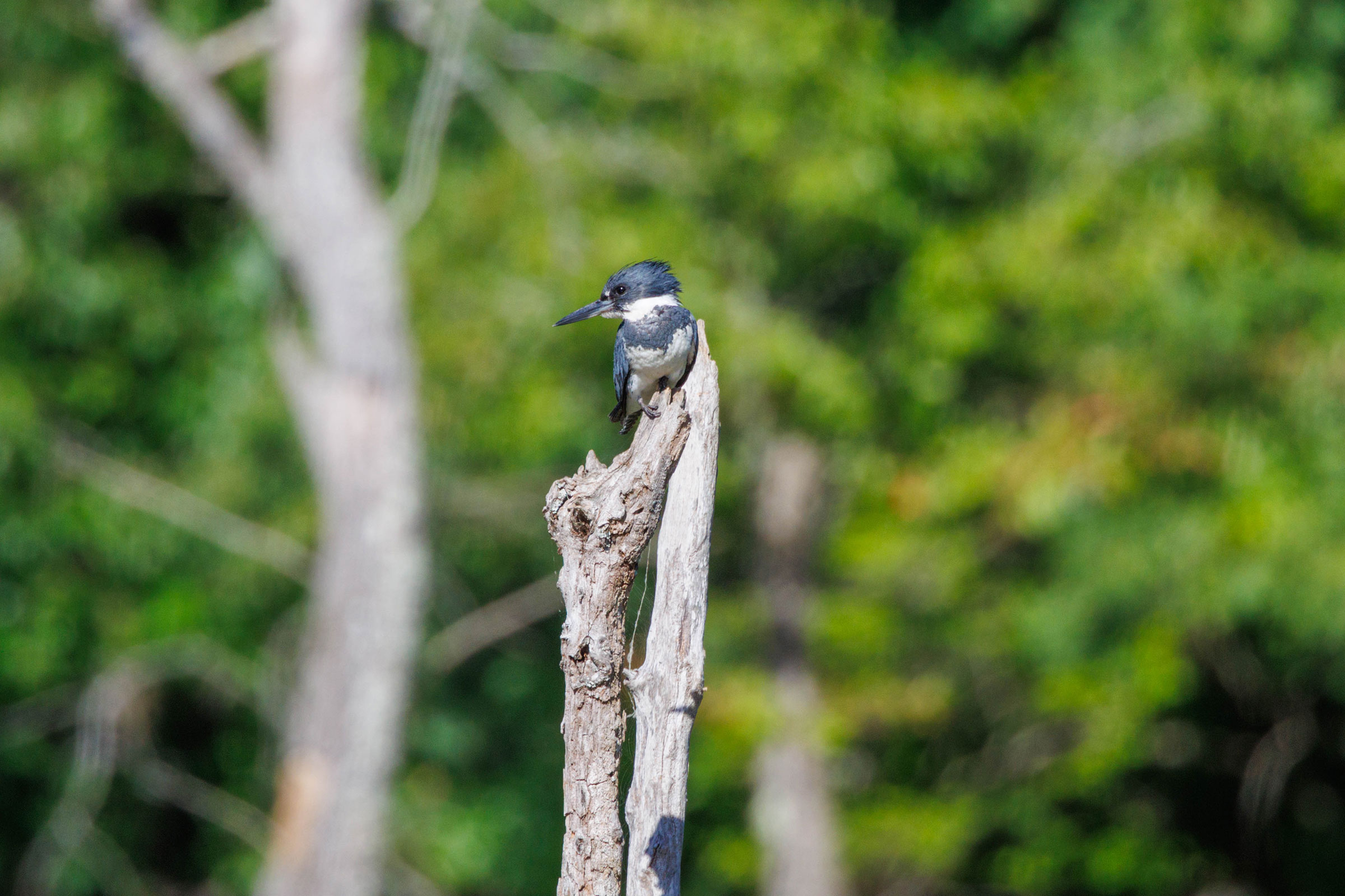 Belted Kingfisher - Adult male, photo by Jimmy Williamson