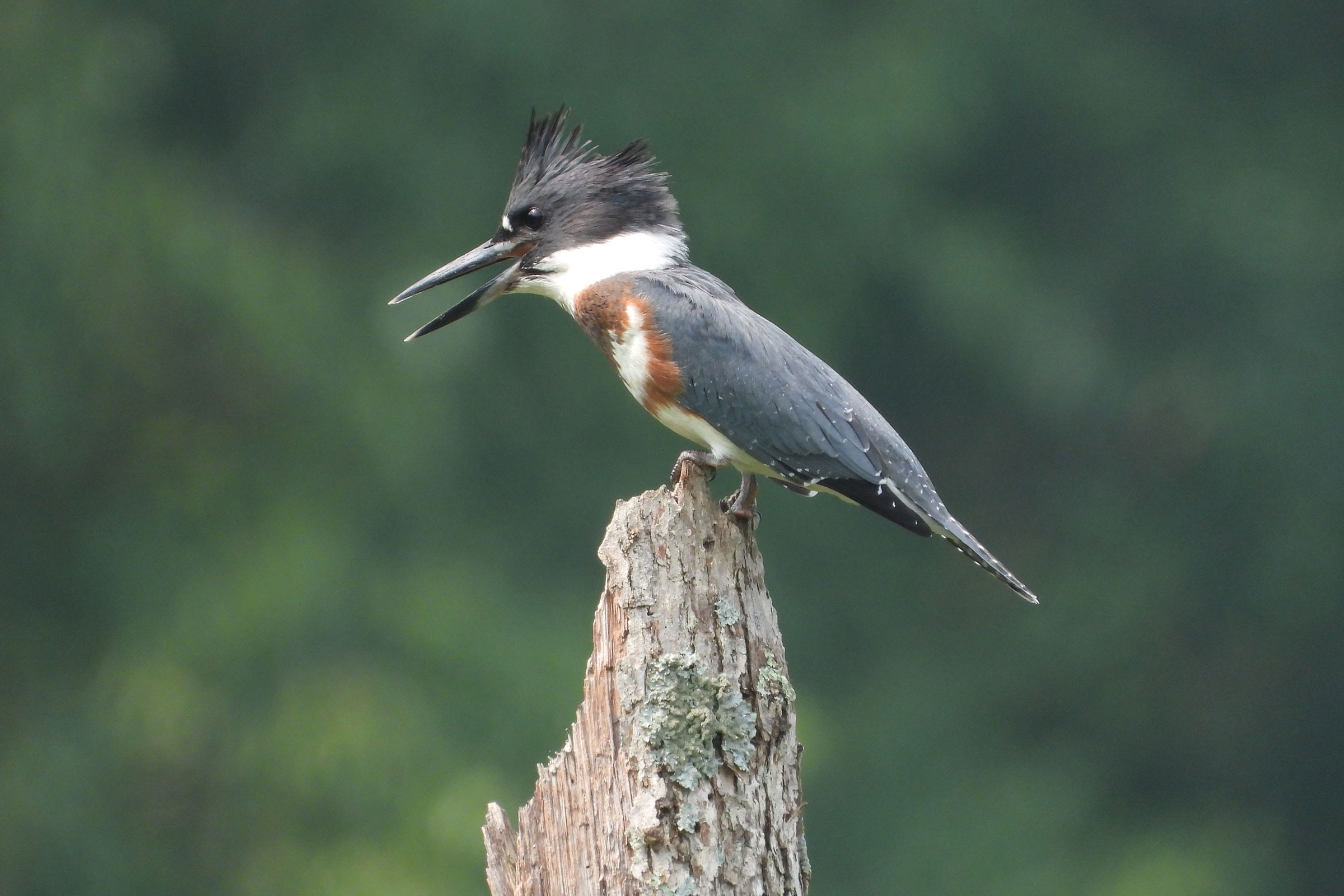 Belted Kingfisher - Juvenile, photo by Mike Cianciosi 