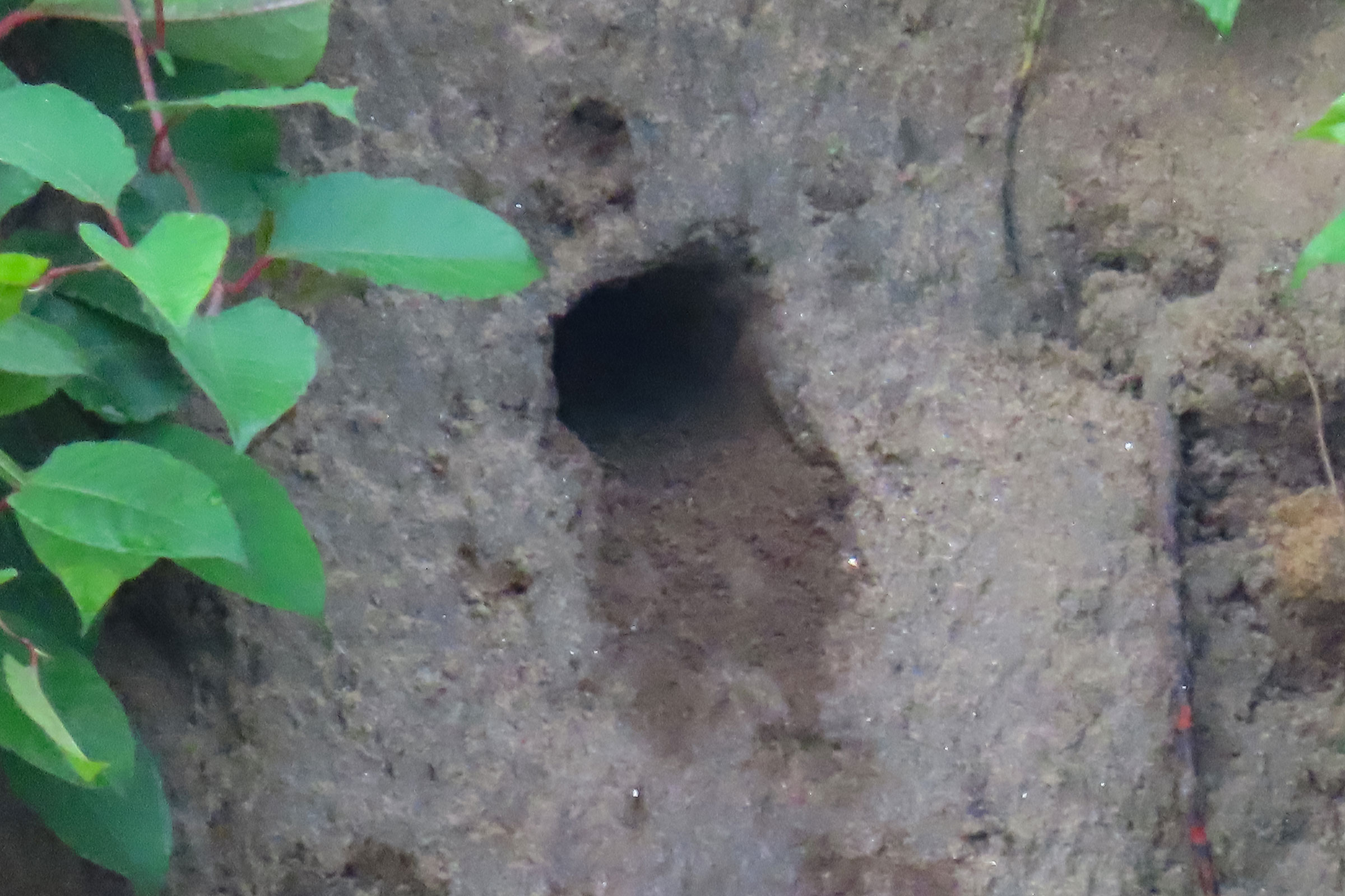 Belted Kingfisher - Nest hole, photo by Ed Wallace