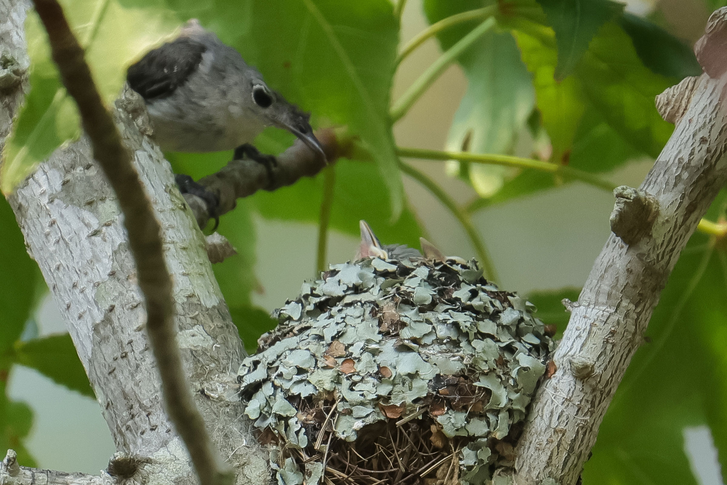 Blue-gray Gnatcatcher - Adult at nest with young, photo by Deborah Humphries