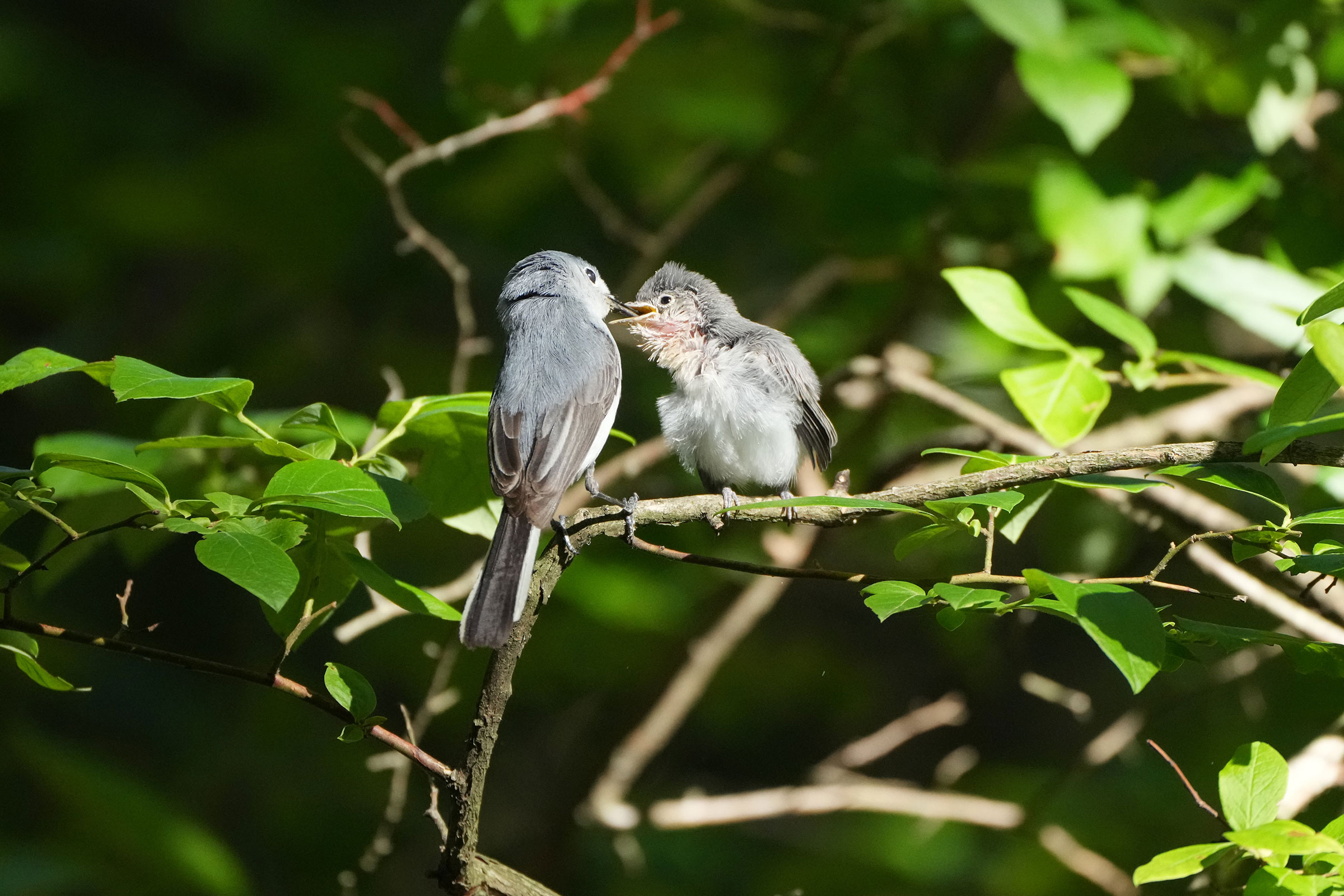 Blue-gray Gnatcatcher - Feeding Young, photo by Charlene Fan