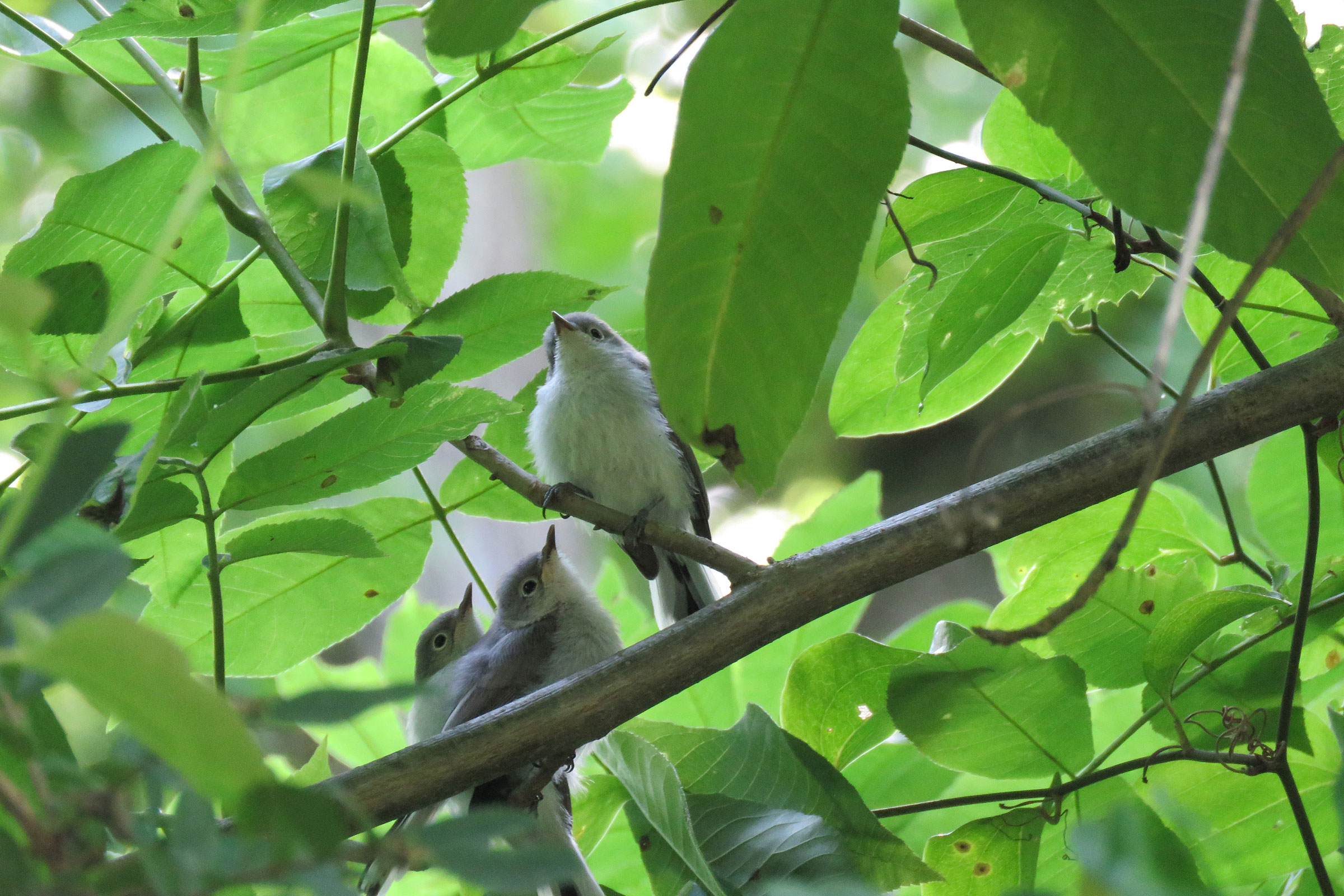 Blue-gray Gnatcatcher - Fledglings, photo by Linda Millington