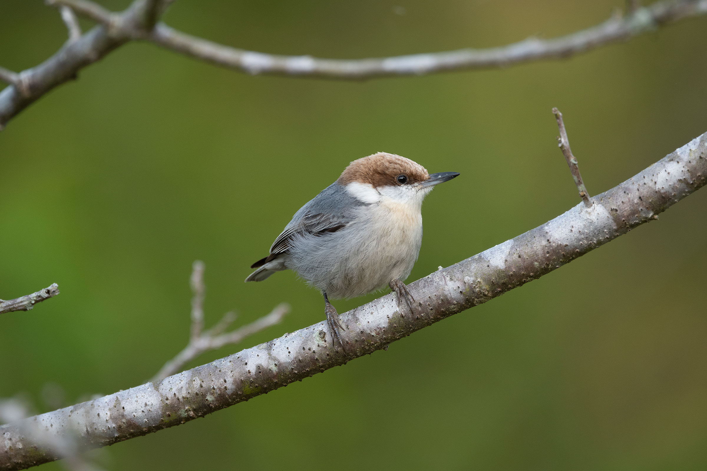 Brown-headed Nuthatch - Adult, photo by Jonathan Irons