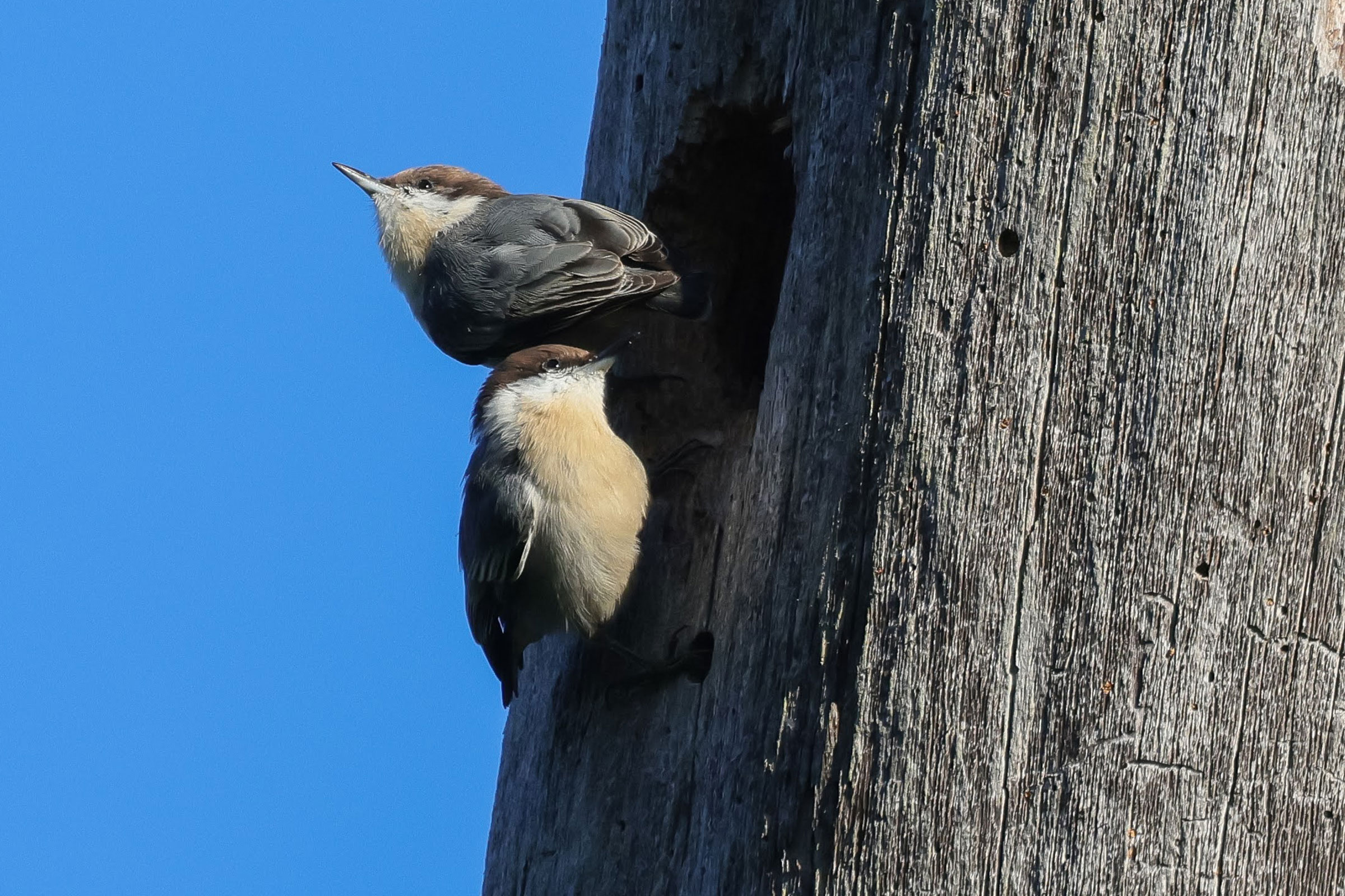 Brown-headed Nuthatch - Two at nest hole, photo by Deborah Humphries