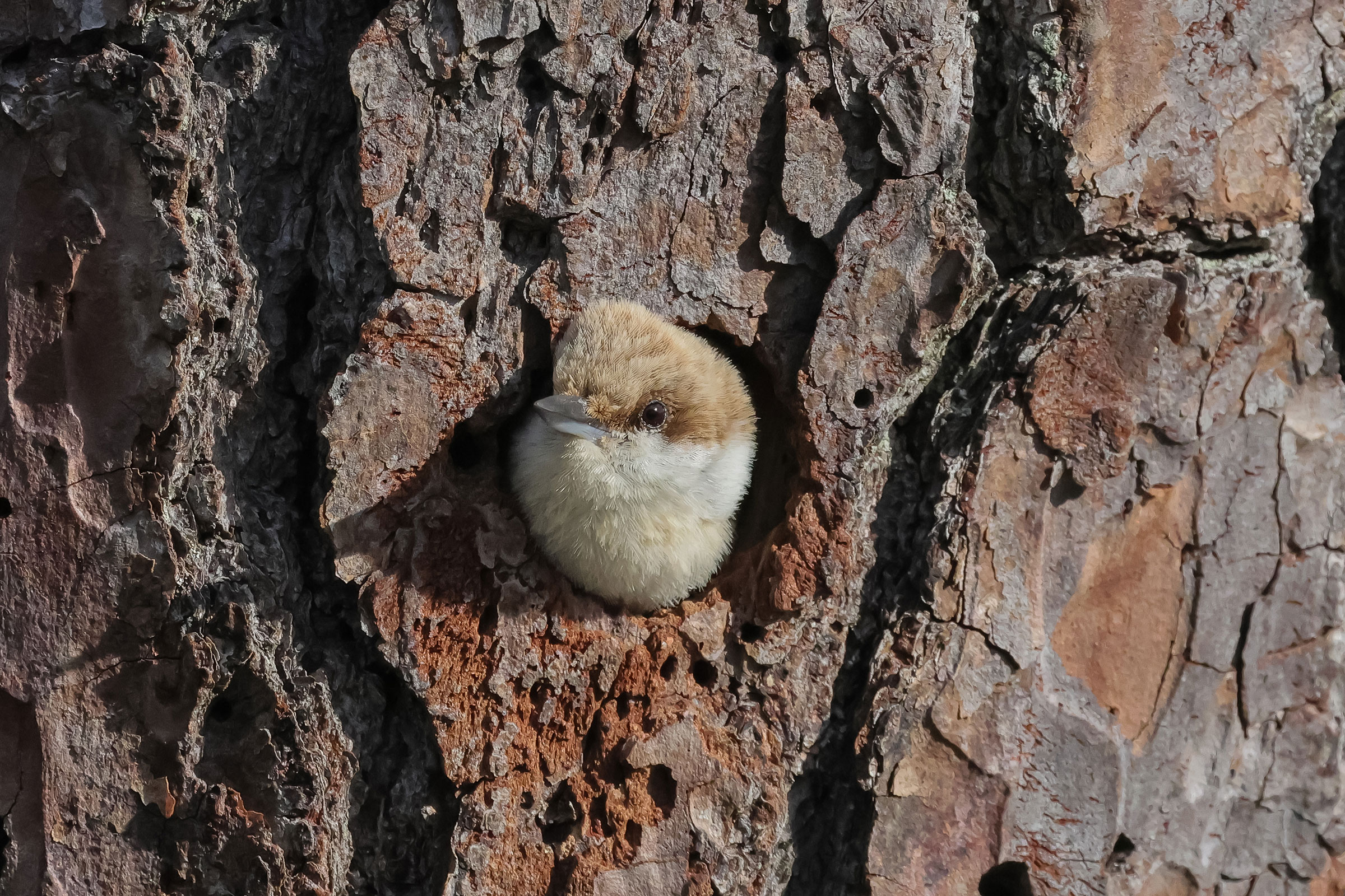 Brown-headed Nuthatch - Adult at nest hole, photo by Deborah Humphries