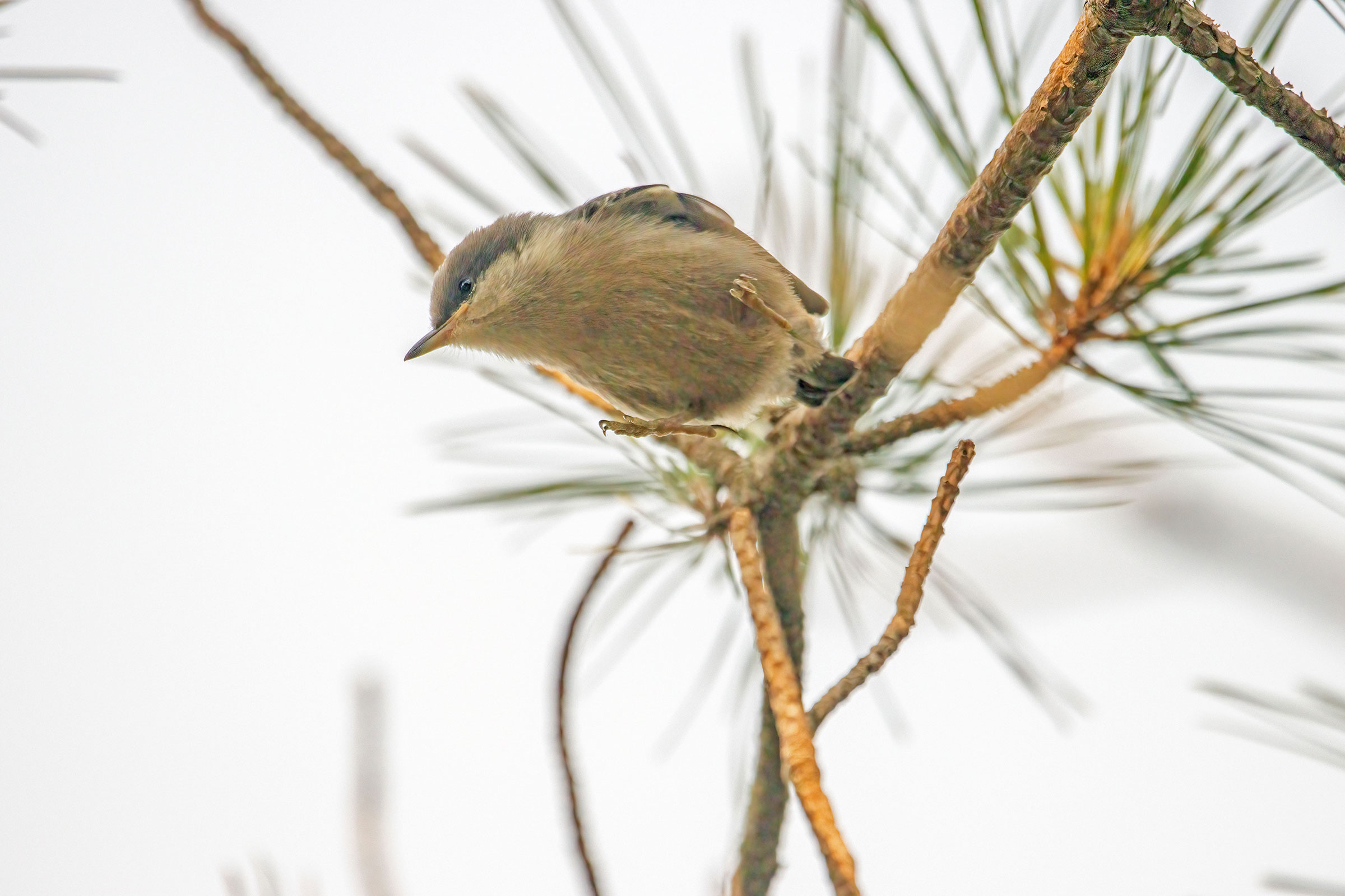Brown-headed Nuthatch - Juvenile, photo by Reuben Rohn