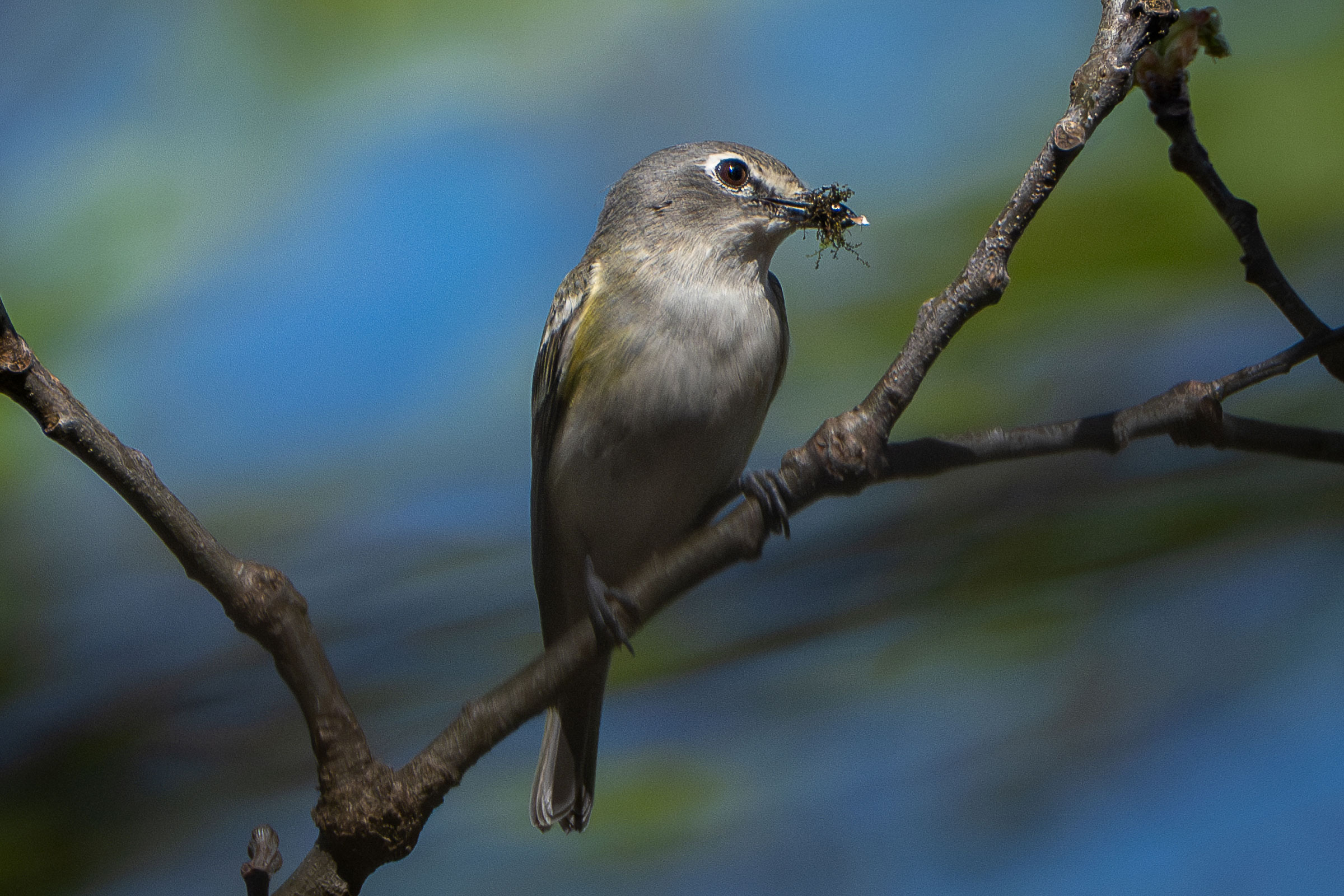 Blue-headed Vireo - Adult with nesting material, photo by Matthew Herron