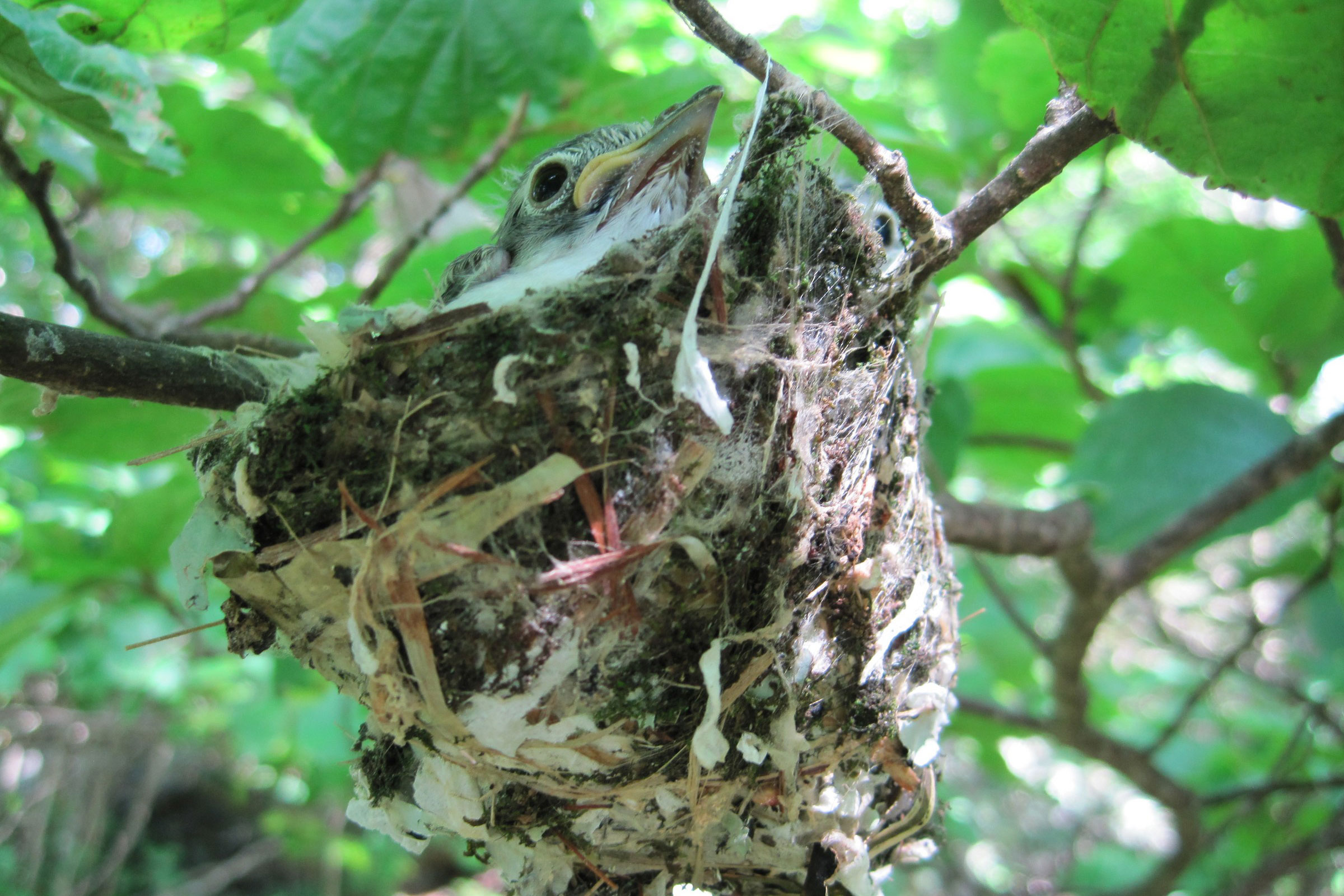 Blue-headed Vireo - Nestlings, photo by Stephen Paull