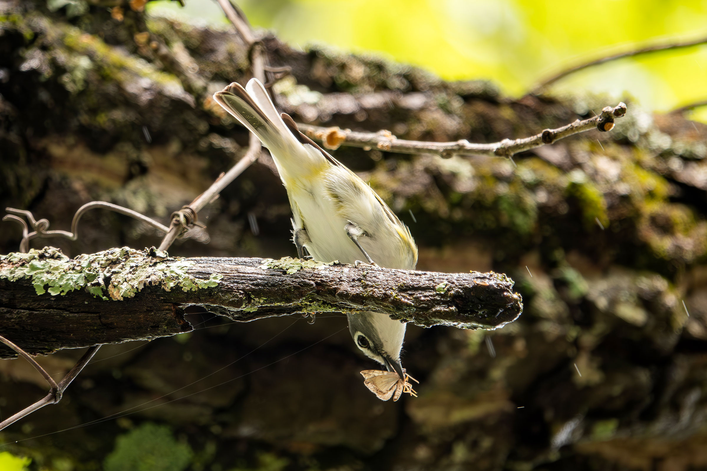 Blue-headed Vireo - Adult carrying food, photo by Vic Laubach