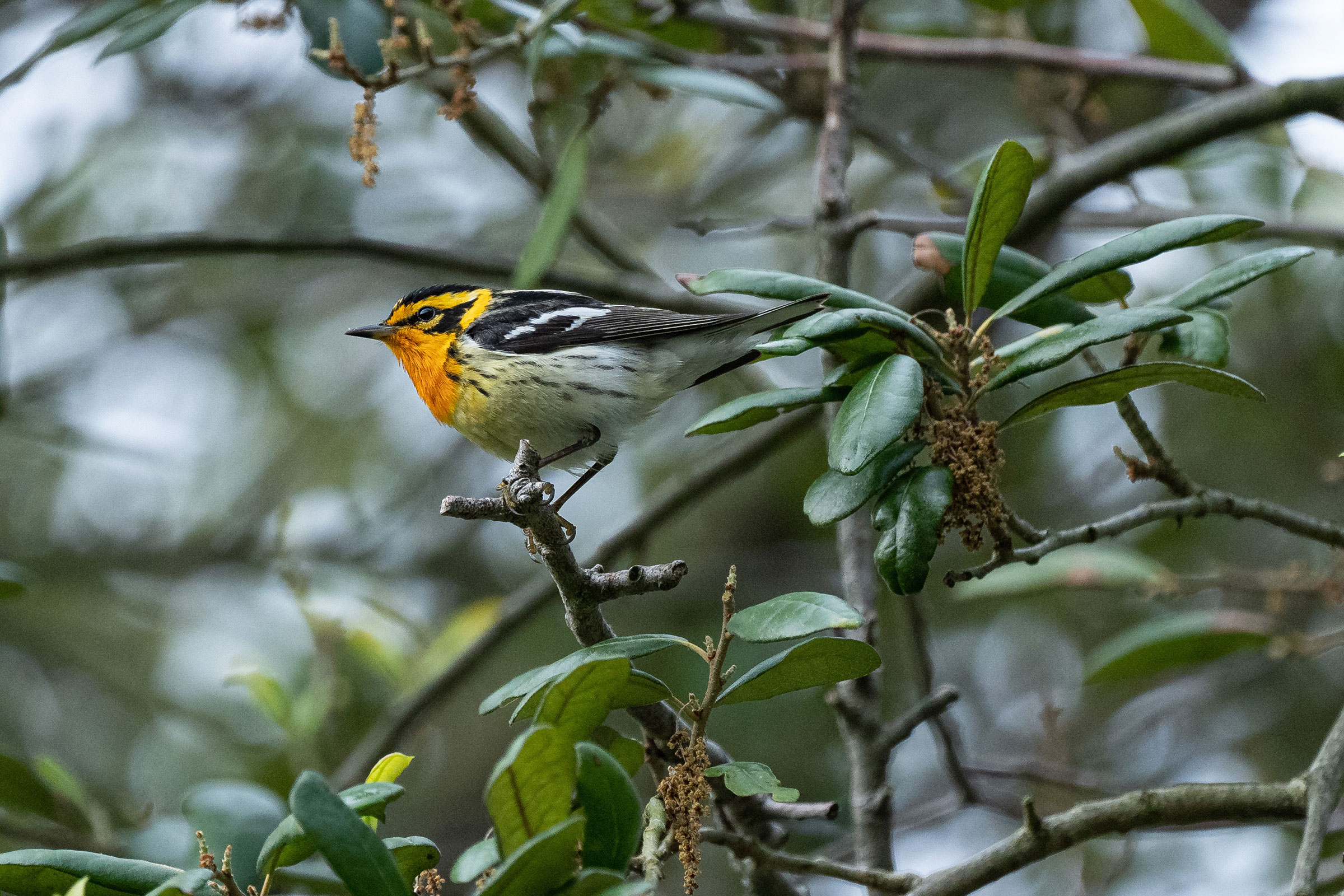 Blackburnian Warbler - Adult male, photo by MC Miguez