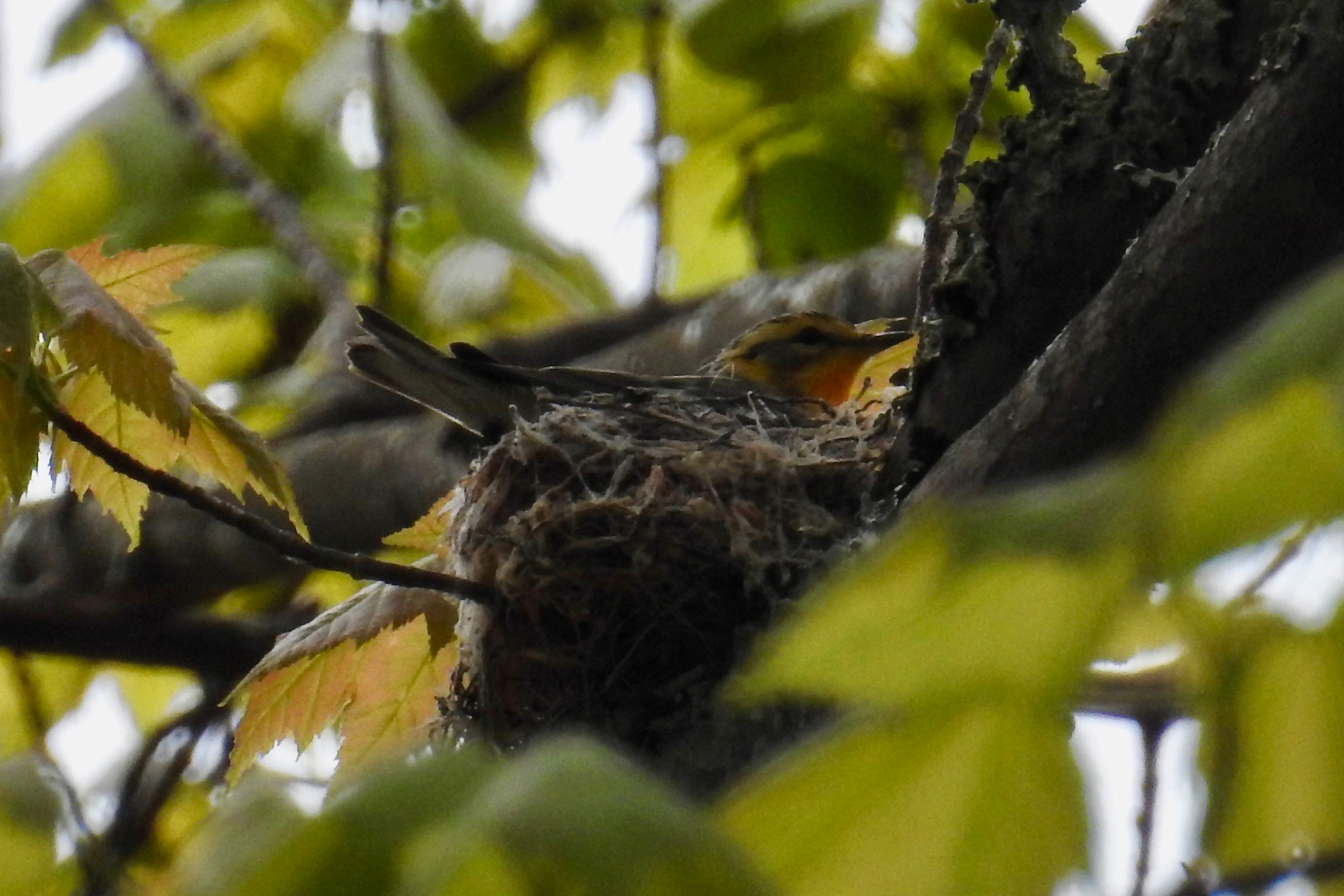 Blackburnian Warbler - Female on nest, photo by Joe Coppock