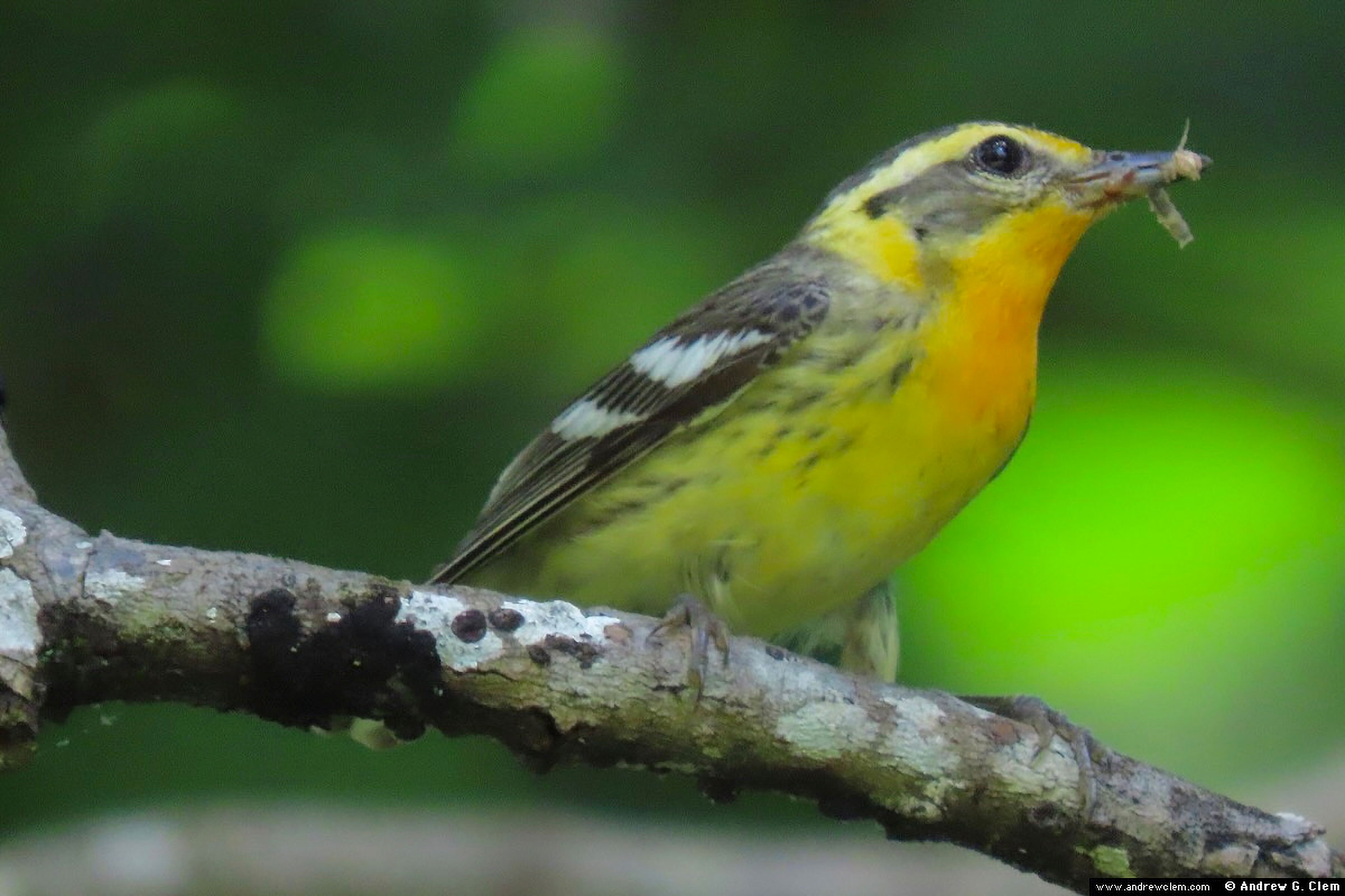 Blackburnian Warbler - Female carrying food, photo by Andrew Clem
