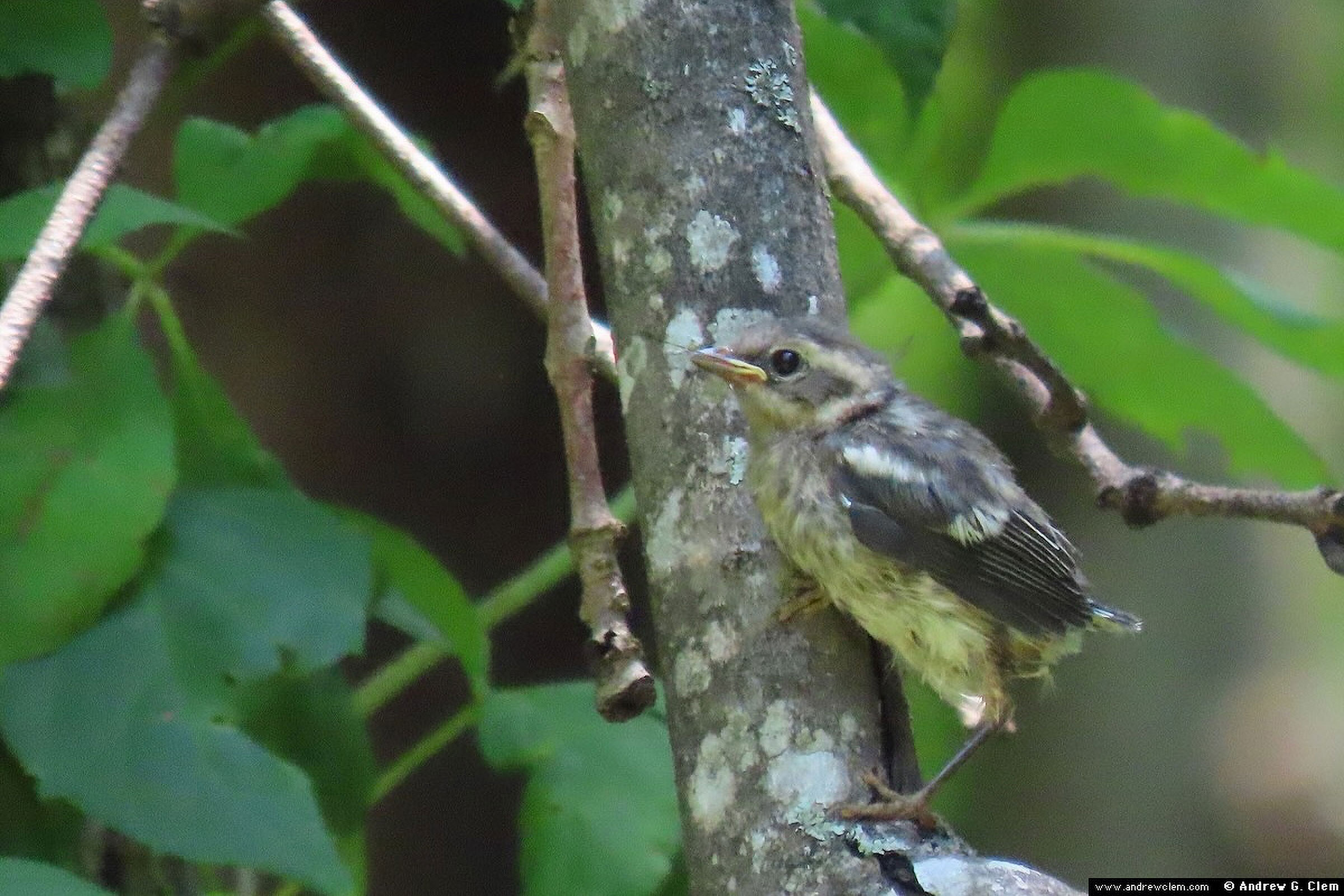 Blackburnian Warbler - Fledgling, photo by Andrew Clem