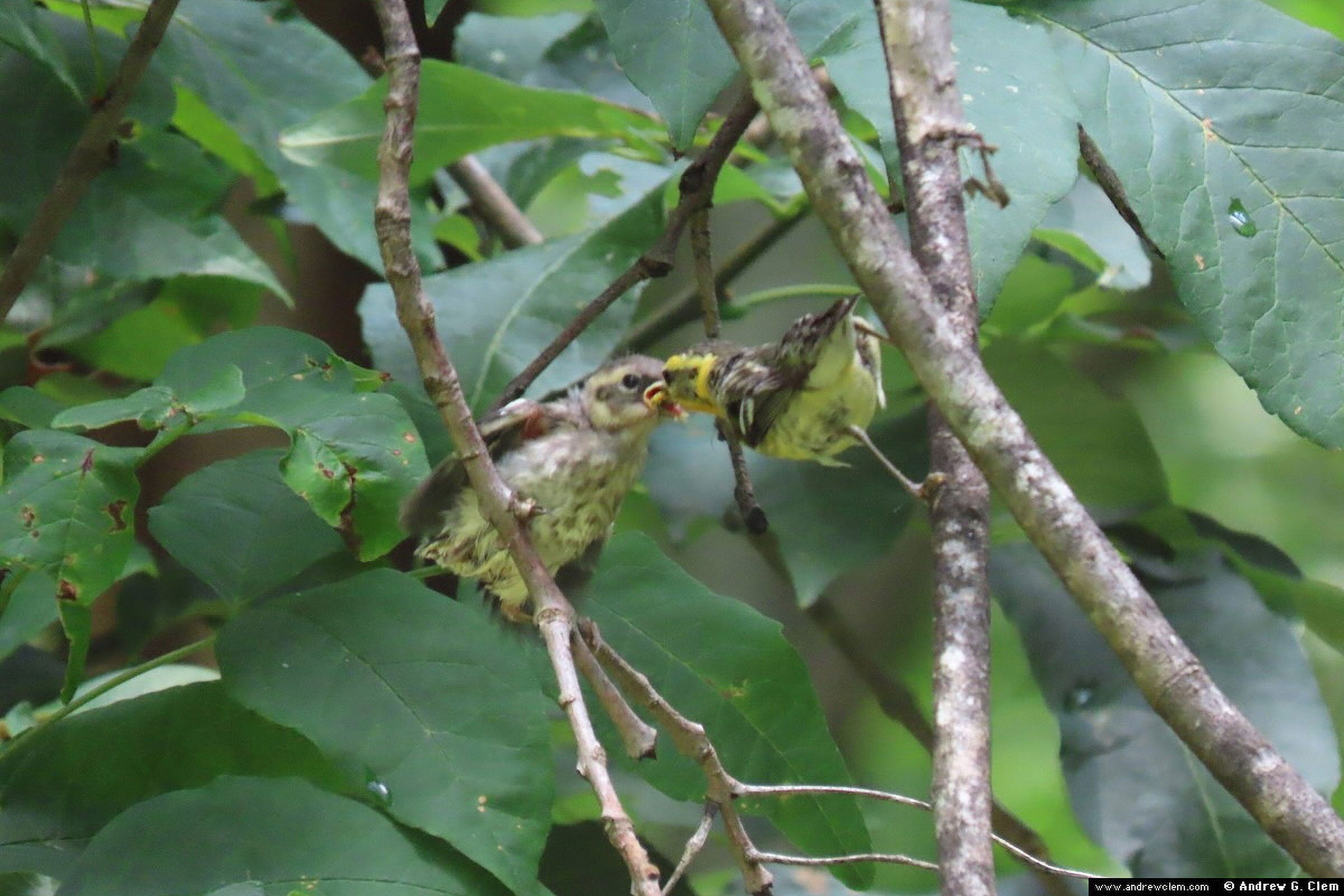 Blackburnian Warbler - Female feeding young, photo by Andrew Clem