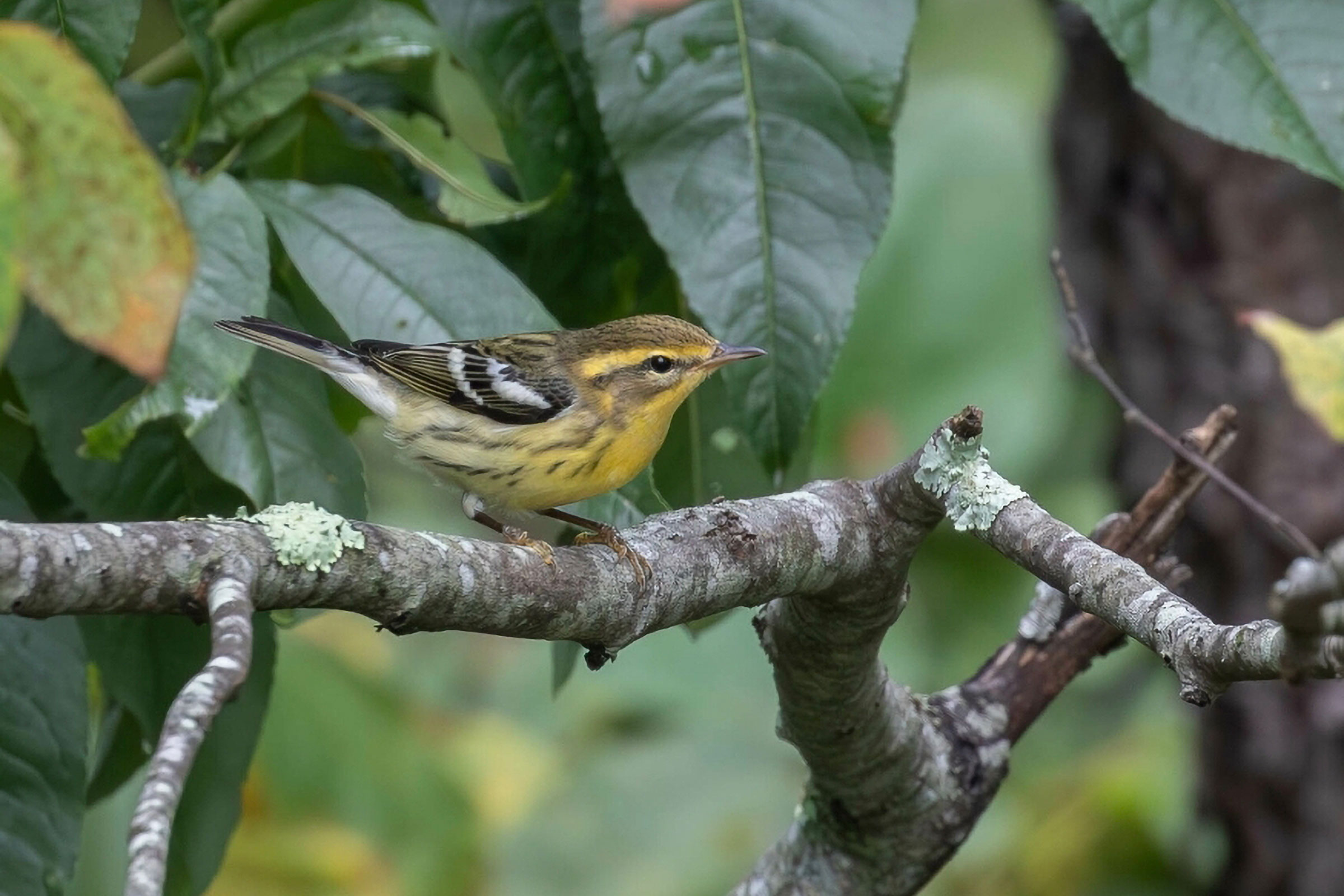 Blackburnian Warbler - Immature male, photo by Kirk Gardner