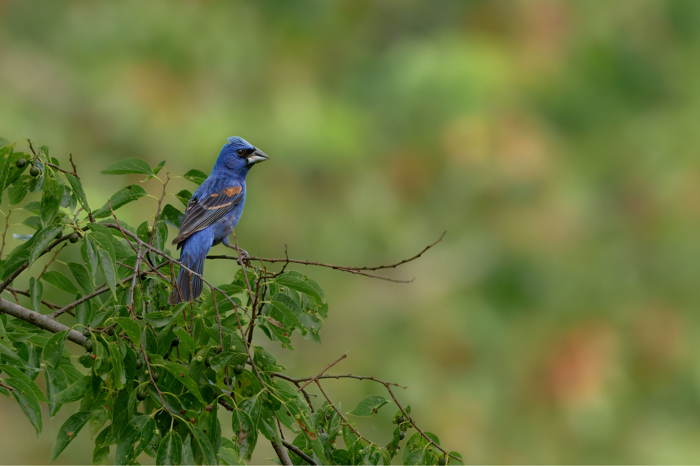 Blue Grosbeak - Adult male, photo by Corby Amos