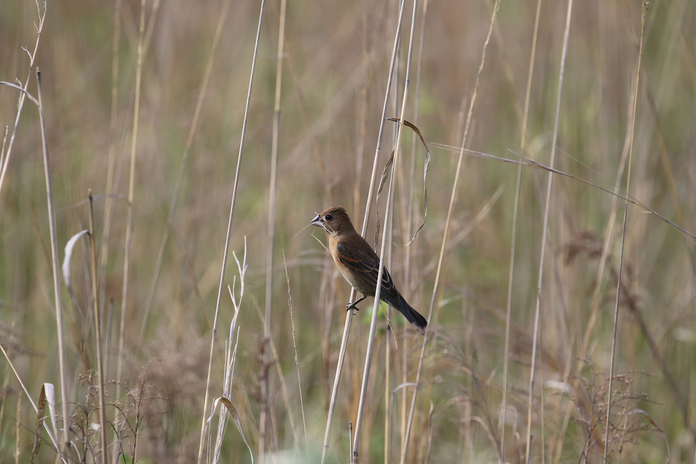 Blue Grosbeak - Adult female, photo by Evan Pannkuk