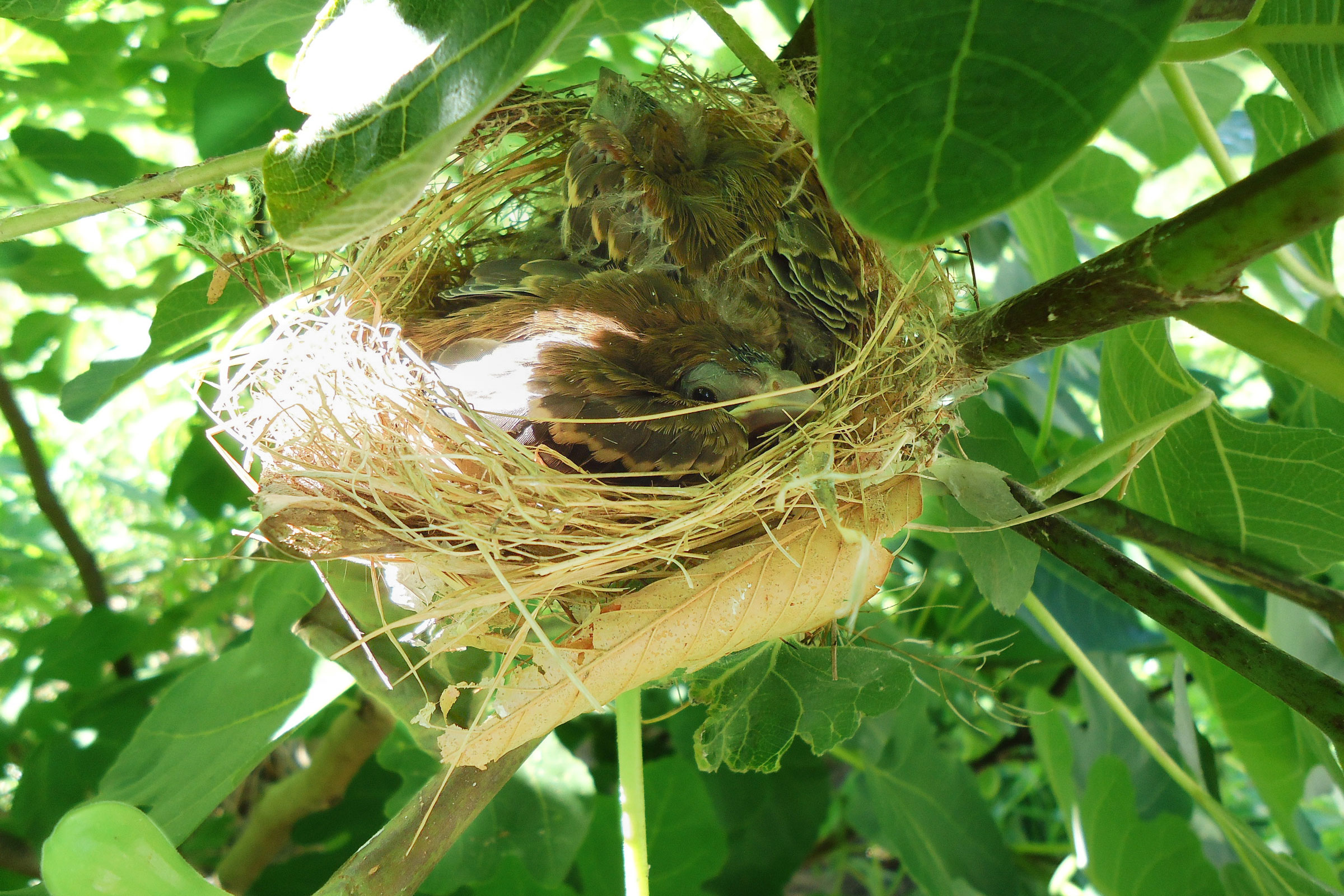 Blue Grosbeak - Nest with young, photo by Katharina Bergdoll