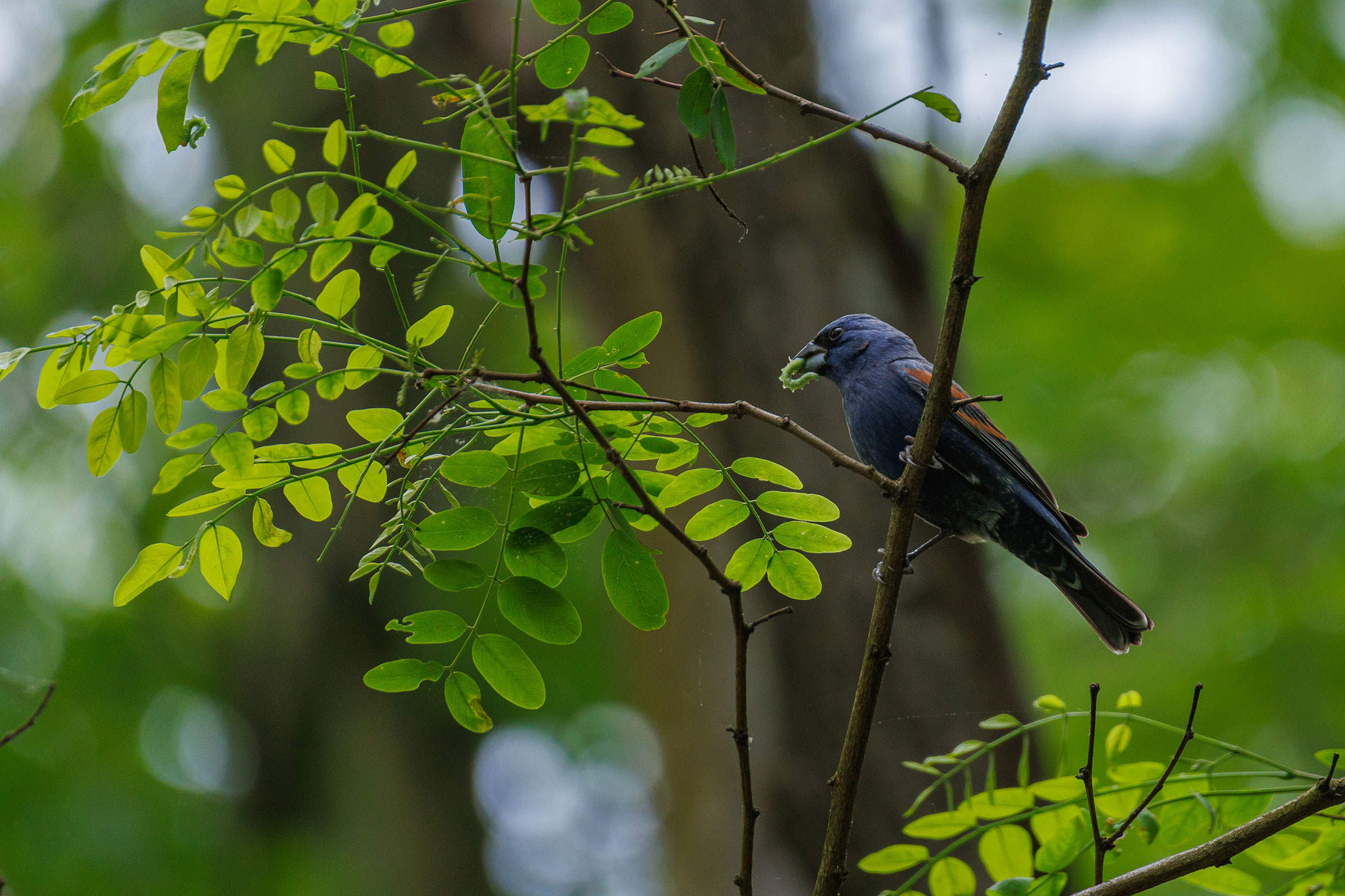 Blue Grosbeak - Male carrying food, photo by Elia Sanjume