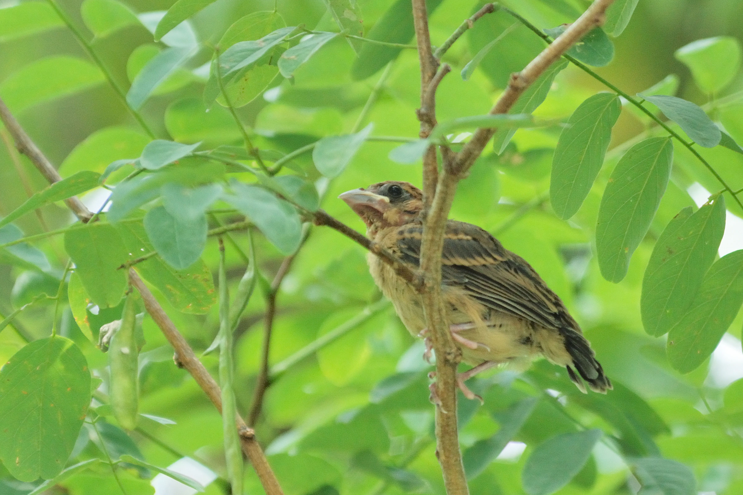 Blue Grosbeak - Fledgling, photo by Rachel Echols