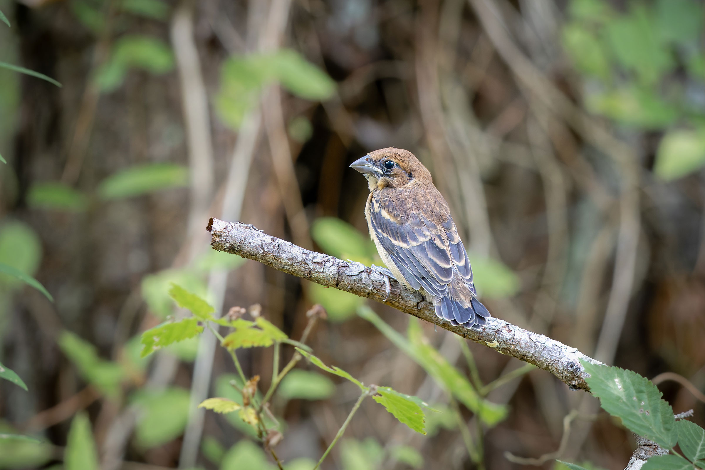 Blue Grosbeak - Immature, photo by Frédérick Lelièvre