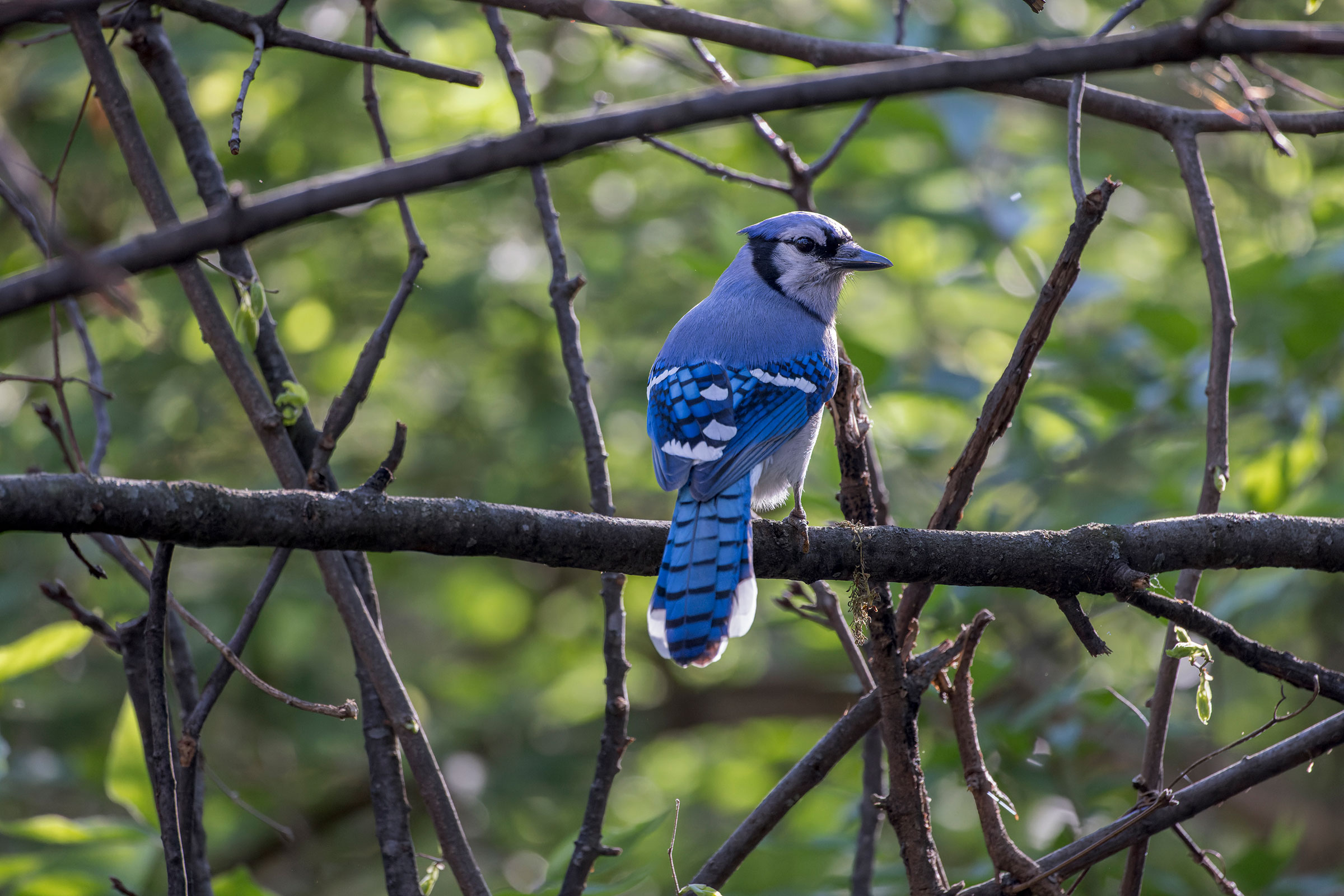 Blue Jay - Adult, photo by Alan Phipps