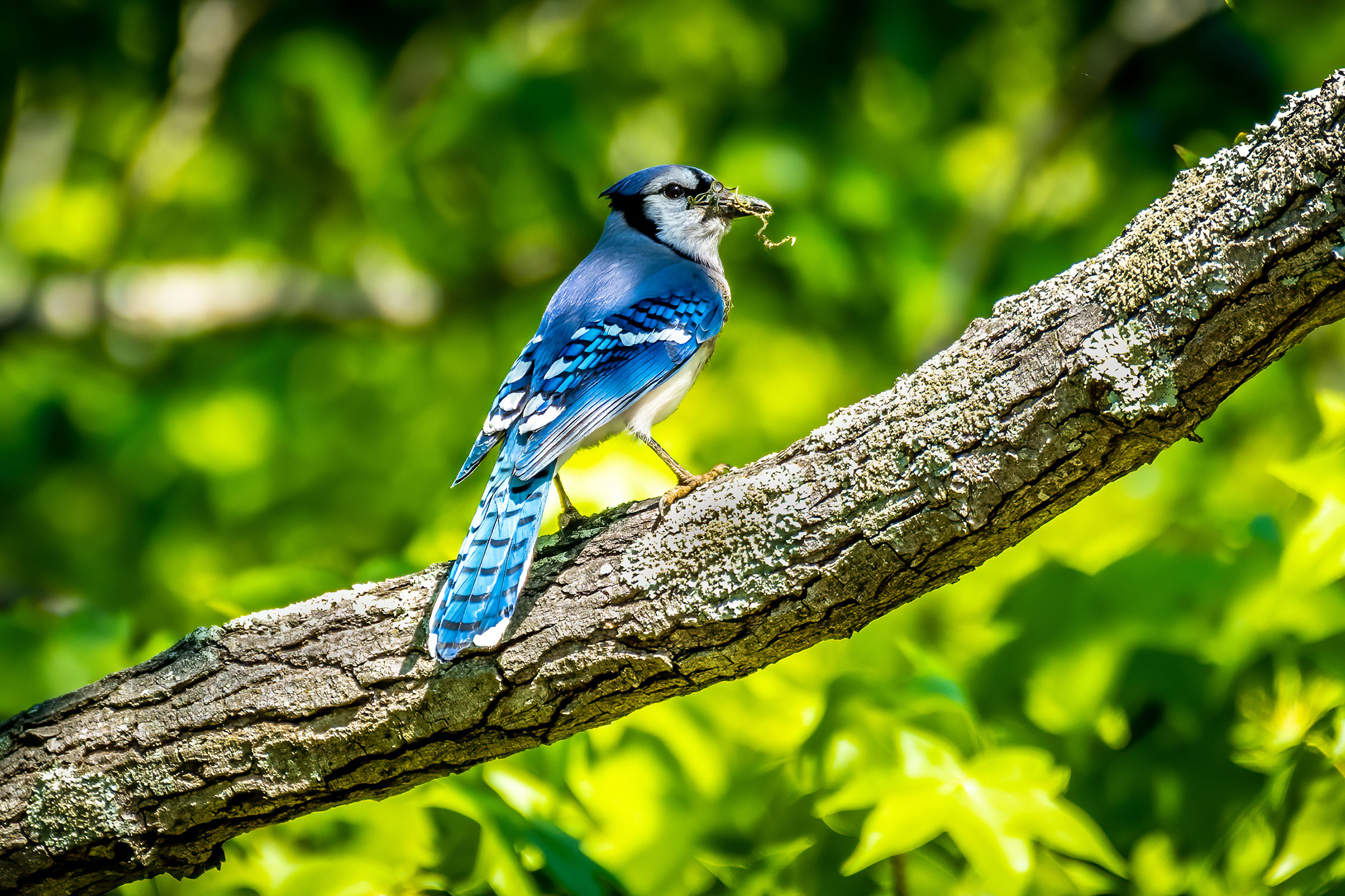 Blue Jay - Adult with nesting material, photo by Gary W. House