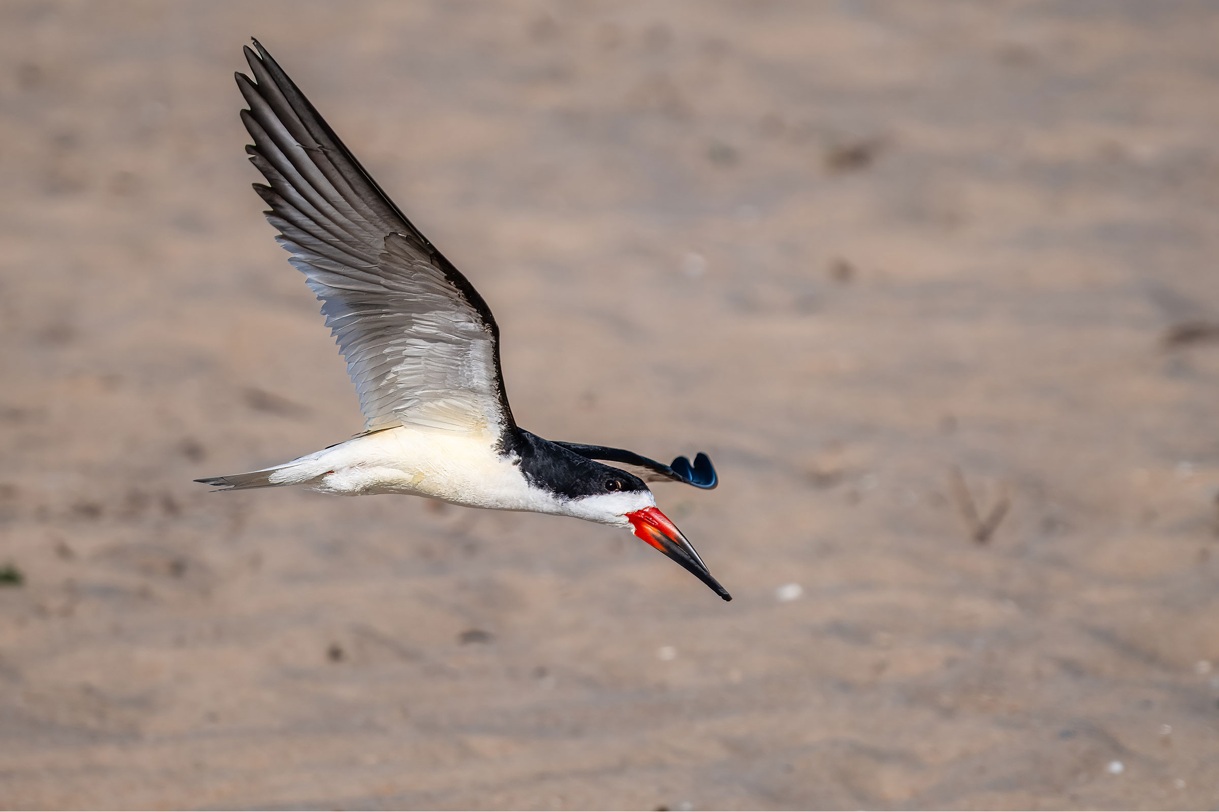 Black Skimmer - Adult in flight, photo by J.G. McHaffie