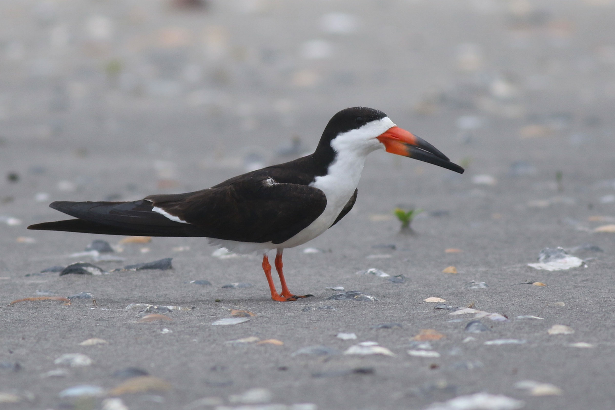 Black Skimmer - Adult, photo by Baxter Beamer