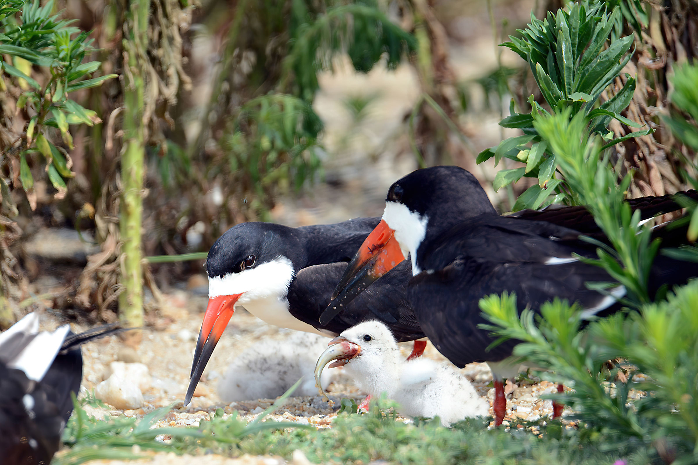 Black Skimmer - Adults with chick and food, photo by Bill Williams