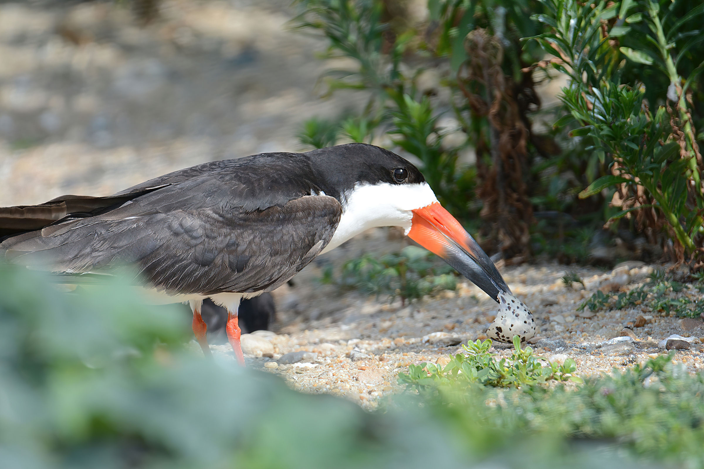 Black Skimmer - Adult with egg shell, photo by Bill Williams