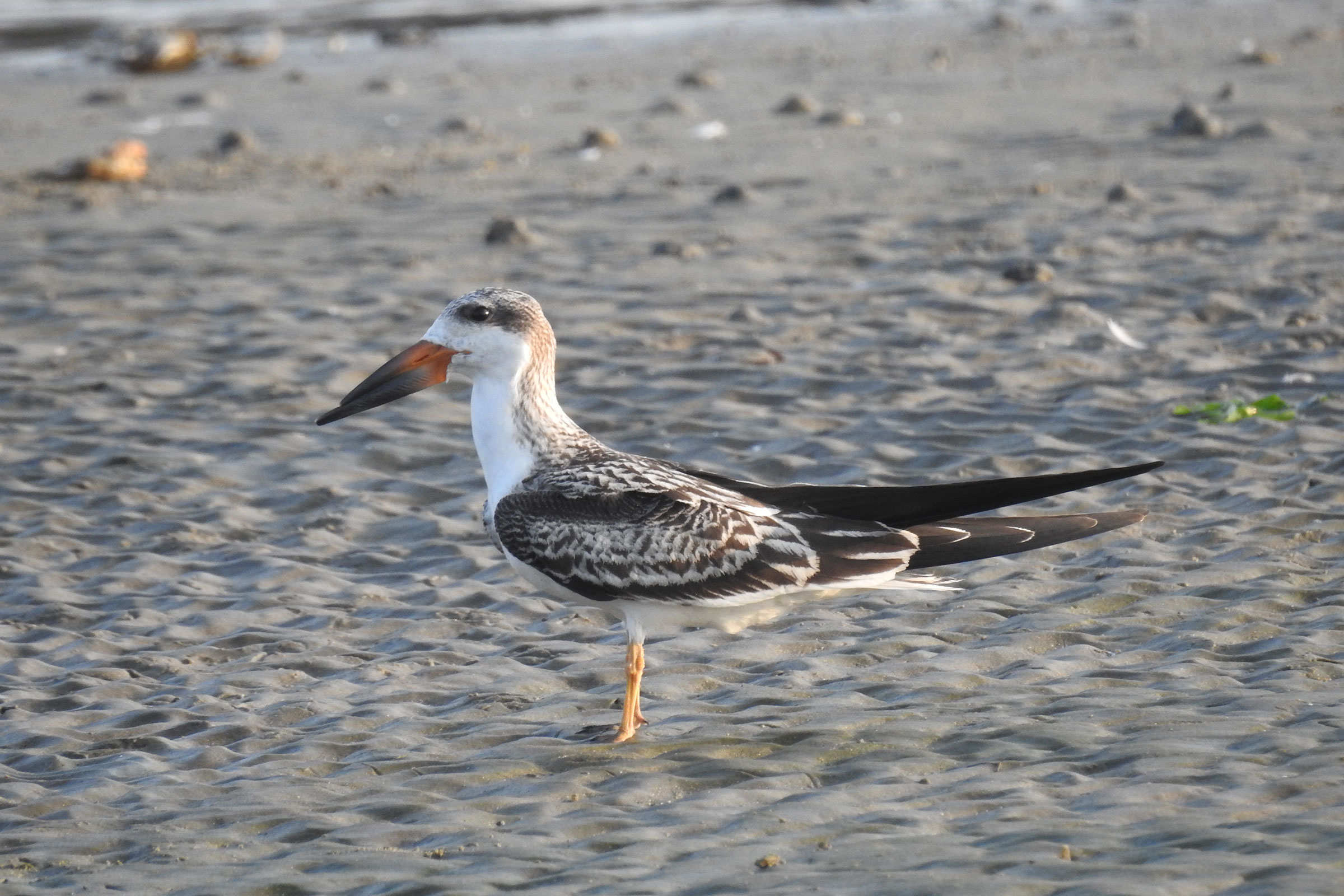 Black Skimmer - Immature, photo by Laura Mae